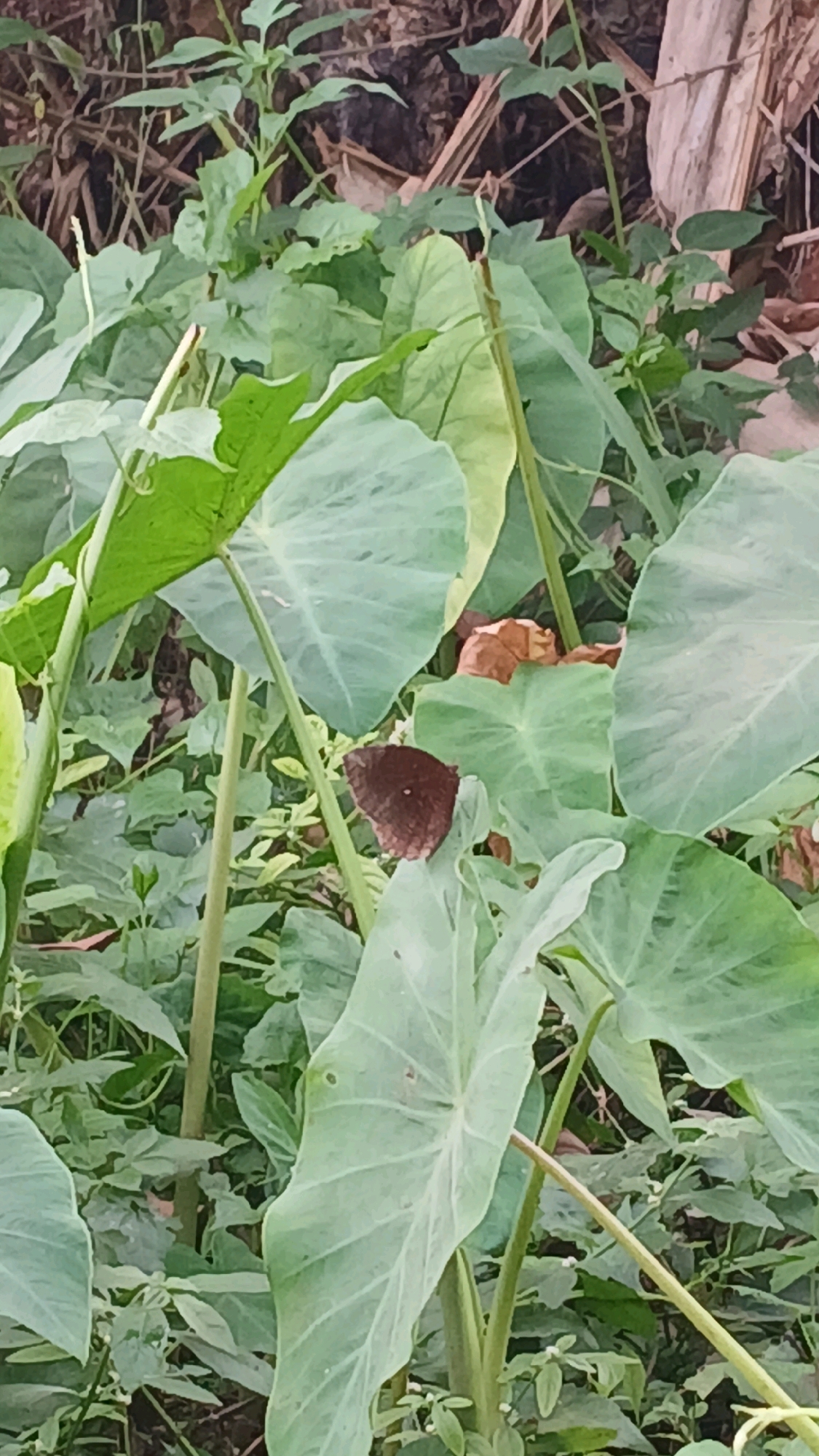 A brown butterfly rests on a large, light green leaf in a lush, overgrown garden. The butterfly's wings are folded, revealing its dark brown color. The leaf it is perched on is broad and heart-shaped, with prominent veins. Surrounding the butterfly and leaf are other large green leaves and various smaller plants, creating a dense, natural environment. In the background, dry leaves and brown stems are visible, suggesting a natural, possibly wild, setting. The lighting is soft, and the overall impression is one of a tranquil, natural scene within a garden. The location is the city of Melatiwangi, Indonesia.