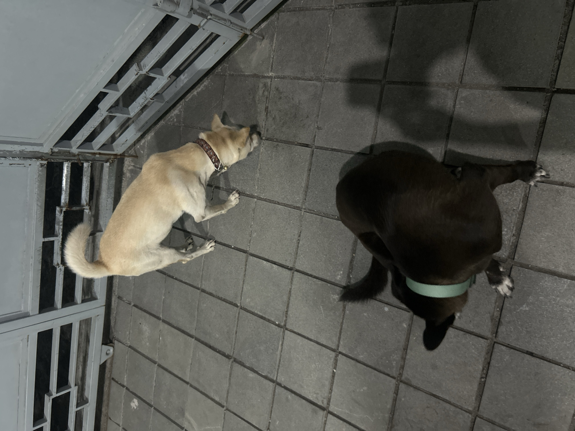In Sukawati, Indonesia, two dogs are visible on a tiled walkway in front of a grey metal gate. A light-colored dog with a reddish-brown collar is sniffing the ground, its tail curled upwards. A darker-colored dog, wearing a light green collar, is partially visible in the foreground, with its head down. The environment appears to be outdoors, possibly a residential area or a public space.