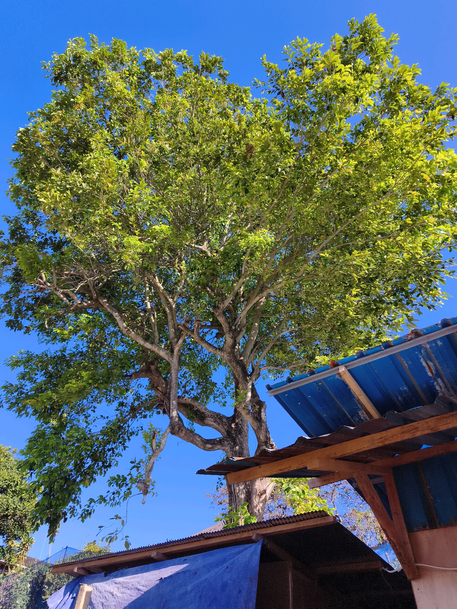The image depicts an outdoor scene beneath a bright blue sky. A large tree with lush green leaves dominates the center and left portion of the frame. The tree's branches are thick and gnarled, with some appearing to hang down. To the right of the tree, a section of a structure with a blue corrugated metal roof is visible, supported by wooden beams. This structure appears to be a partially constructed or rustic building. In the foreground and lower part of the image, other structures covered with blue tarps are visible. The overall impression is of a somewhat informal, possibly rural or semi-urban setting, with a clear day and natural elements interacting with man-made structures. The environment suggests a warm climate.