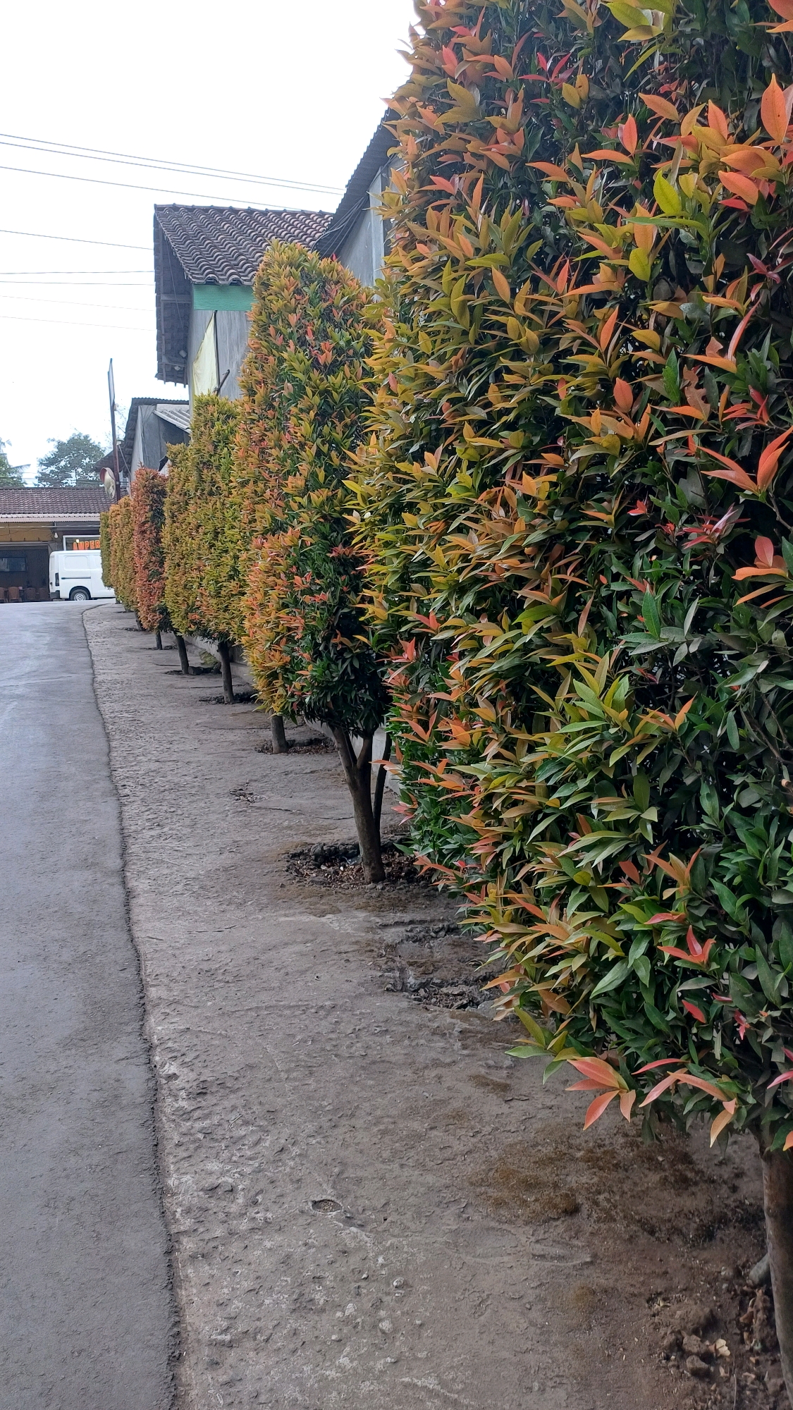 The image depicts a row of ornamental trees with vibrant red and green foliage lining a concrete pathway. Behind the trees, a building with a tiled roof and grey walls is visible, along with overhead wires. Further in the background, a white van is parked near another building with a yellow facade. The scene is set in Tengahan, Indonesia, as indicated by the presence of a sign with the text "Tengahan" visible on a pole in the background. The overall impression is of a streetscape or a residential area, characterized by the natural elements of the trees juxtaposed with man-made structures.