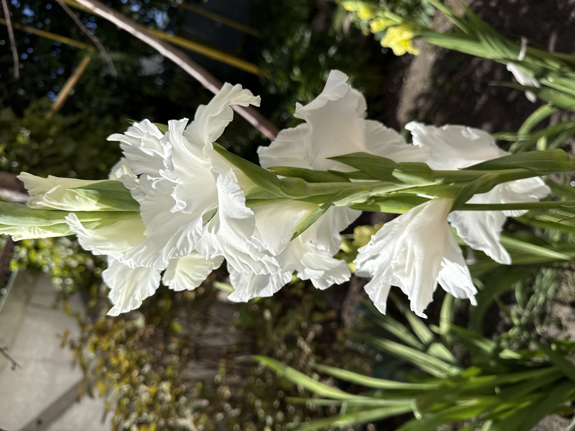 This is a close-up, eye-level, outdoor shot of a white gladiolus flower stalk. The flower is predominantly white with ruffled petals and a green stem. The background is blurred, showing foliage, a fence, and what appear to be stakes supporting some of the plants. The lighting suggests it is daytime, with sunlight casting shadows. No people are visible in the image. The location is specified as Zheleznogorsk, Russia, implying a garden or natural setting within that city.