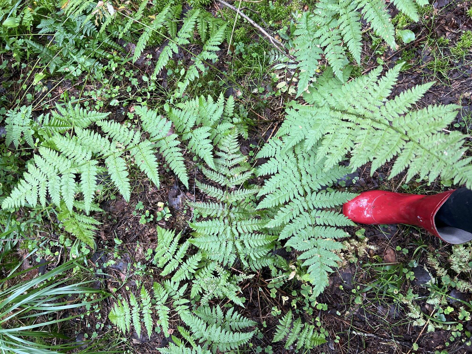 A person's red rubber boot is positioned on the ground amidst dense green ferns and other woodland foliage. The ground is covered with dark soil, leaf litter, and moss. The boot is shiny and appears to be waterproof, suggesting a damp or muddy environment. The overall scene depicts a natural setting, possibly a forest floor.