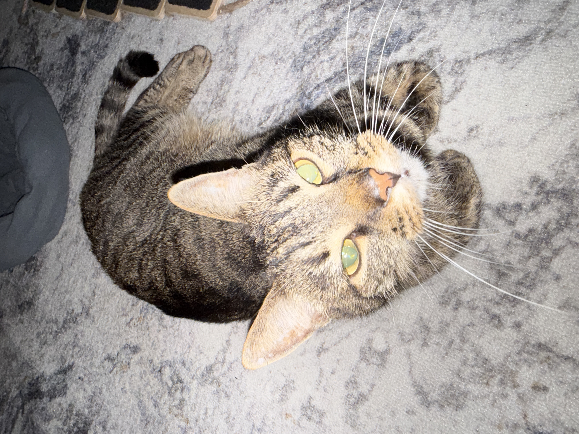 A tabby cat with green eyes lies on a grey, textured carpet. The cat is positioned in the center of the frame, with its head turned towards the camera. Its fur is striped with shades of brown and black. To the upper left of the cat, a dark grey pet bed is partially visible. To the right, a stack of dark, square objects, possibly coasters, is also visible. The overall scene is indoors. There is no indication of the city of Reppolovo, Russia, or any other specific location.