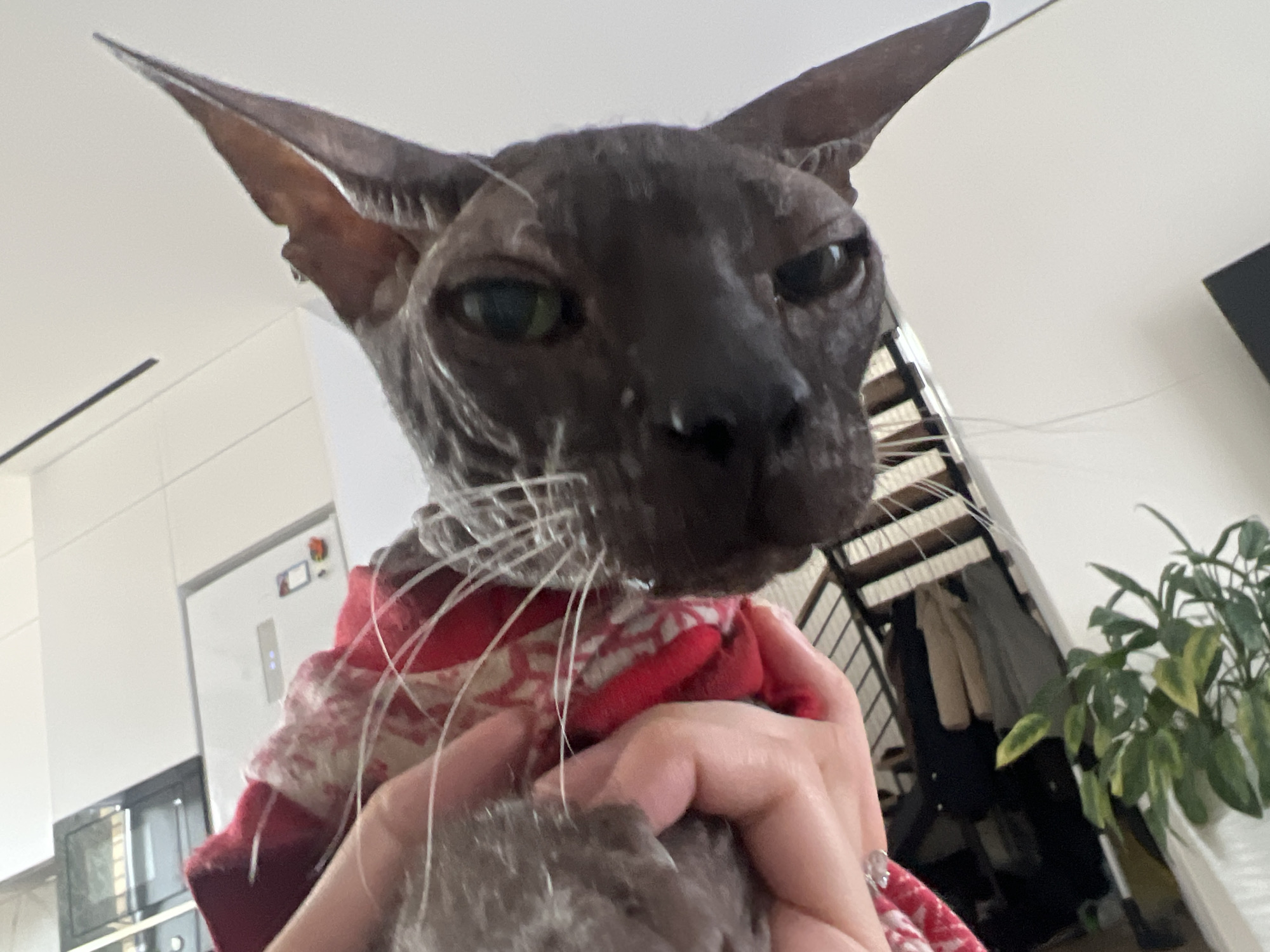 A close-up, low-angle shot features a dark-colored, hairless cat, likely a Sphynx breed, looking directly at the viewer with an intense and direct gaze from its green eyes. Its prominent white whiskers splay out from its face. The cat is partially clothed in a red and white patterned garment or wrapped in similar fabric, held securely by a person's hands from below; a ring is visible on one finger.
The indoor setting appears to be a modern home or apartment in Votkinsk, Russia. In the background on the left, a contemporary kitchen is visible with white cabinetry, a silver refrigerator, and a dark built-in microwave. To the right, a wooden staircase with metal railings is present, beneath which clothes are hanging. A large potted plant with green and yellow leaves adds a touch of greenery to the scene. The lighting is bright and even, indicating daytime or effective indoor illumination. No text is visible in the image.