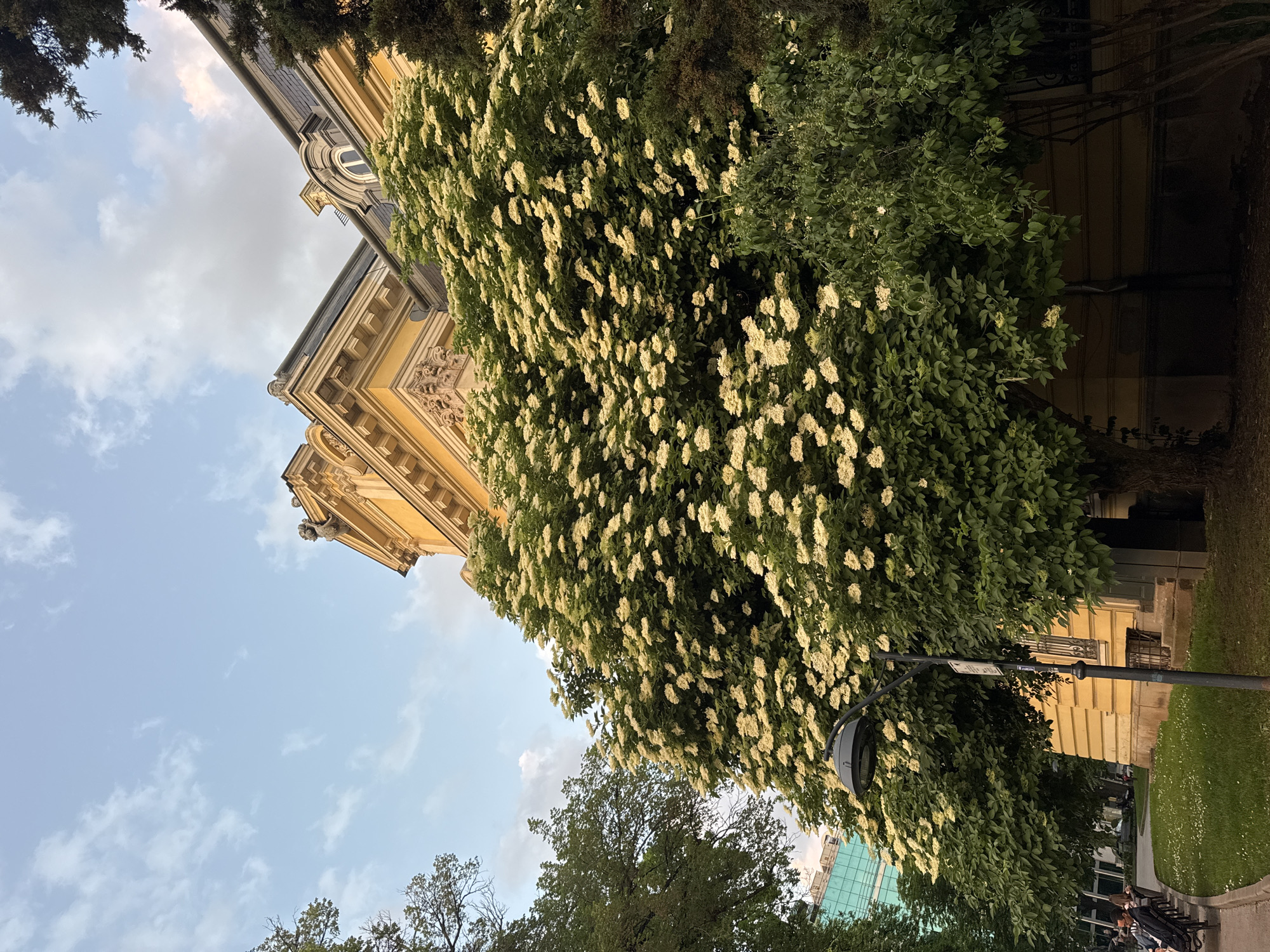 The image, taken in Sofia, Bulgaria, shows a low-angle view of a yellow building with ornate architectural details under a sky with scattered clouds. A large tree, covered with white flowers, obscures part of the building. A lamp post is visible amongst the leaves. In the lower right, a grassy area and people sitting on benches are partially visible. Another modern building with a mirrored glass facade can be spotted through the trees in the lower left corner.