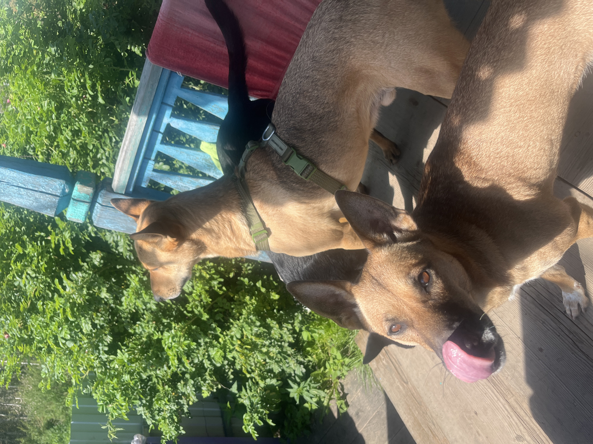 Two dogs are on a wooden porch in front of a green bush and a blue railing. The dog in the foreground is light brown with its tongue sticking out, and the dog behind it is darker brown and black. The background is blurred, but appears to be trees and a fence. The overall lighting suggests it is daytime. There is no information in the image to place it in Nizhny Tagil, Russia.