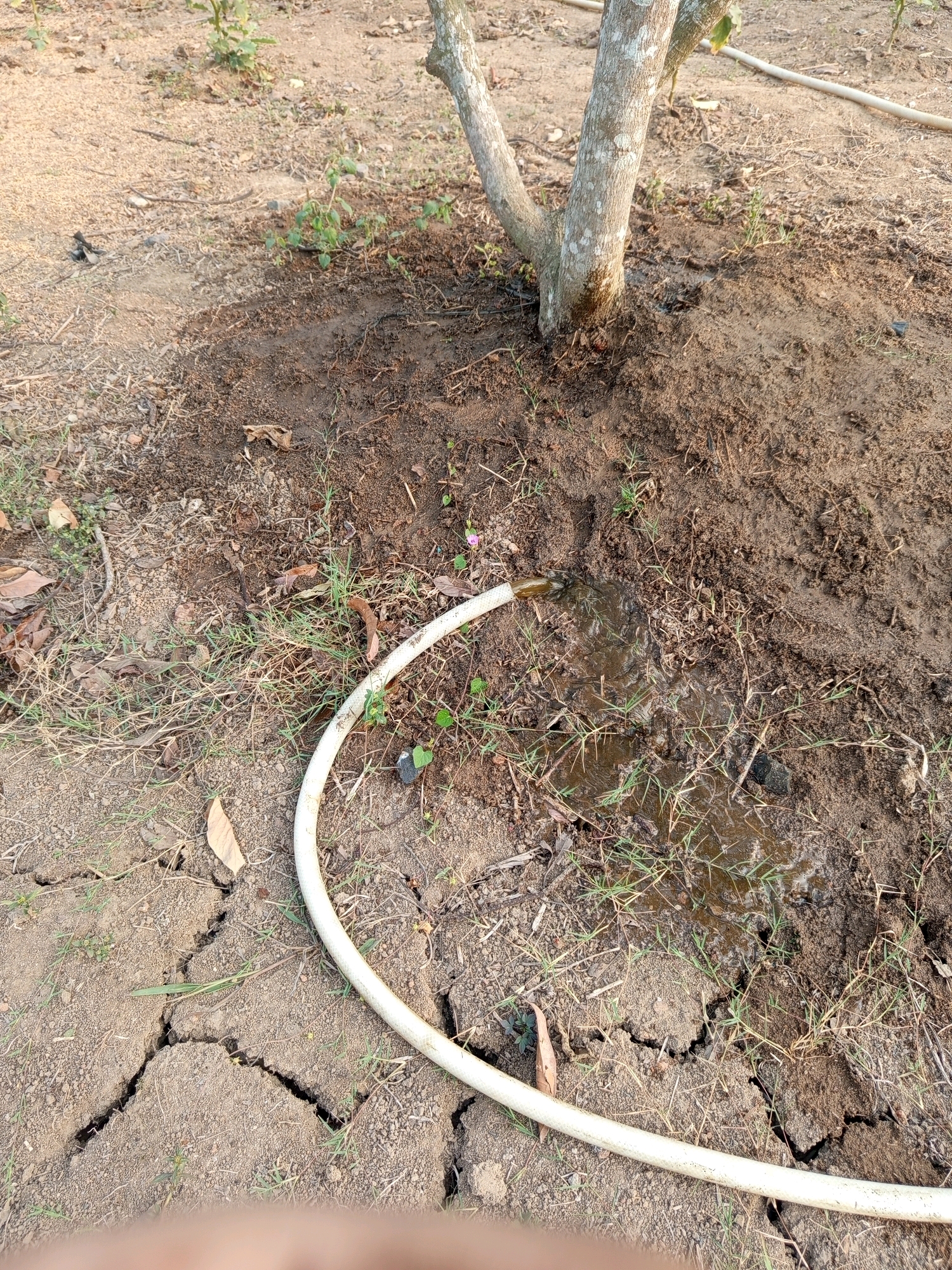 In the city of Pulung Kencana, Indonesia, the image depicts a close-up view of the base of a tree situated on dry, cracked earth. A white hose lies on the ground, with one end near the tree's trunk and the other extending out of frame to the right. Water is flowing from the hose, creating a muddy puddle around the base of the tree and soaking into the soil. Small green weeds are growing in and around the puddle and on the surrounding dry ground. The lighting suggests it is daytime.