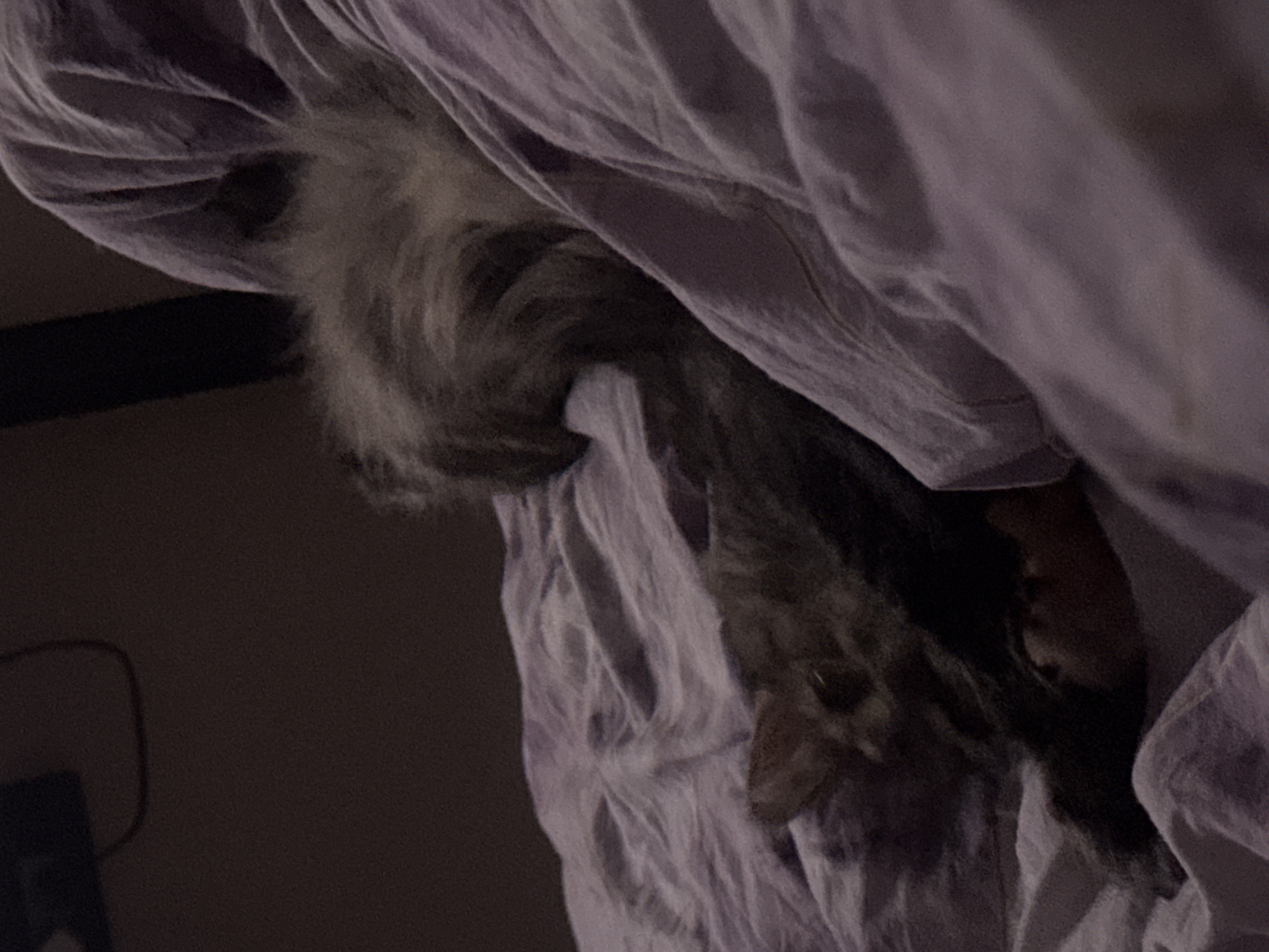 A medium shot captures a long-haired gray cat sleeping on a wrinkled purple comforter. The cat is curled up, with its head tucked in and its tail fanned out around it. The background is dark and out of focus. There is no discernible location in Saratov, Russia.