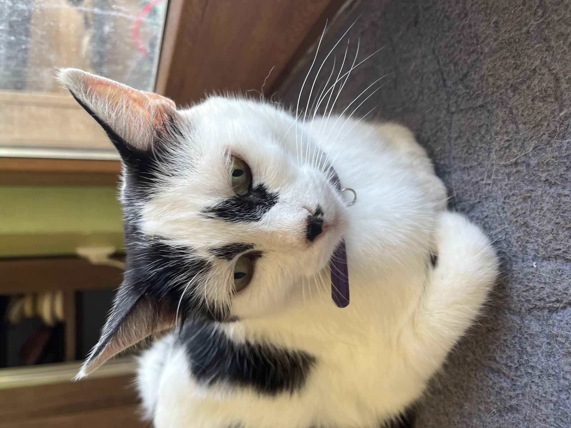 A black and white cat with green eyes is lying down on a grey carpet. The cat is wearing a purple collar. The background is blurred, but appears to be indoors with a wooden window frame and green wall. This scene is located in the city of Ureki, Georgia.