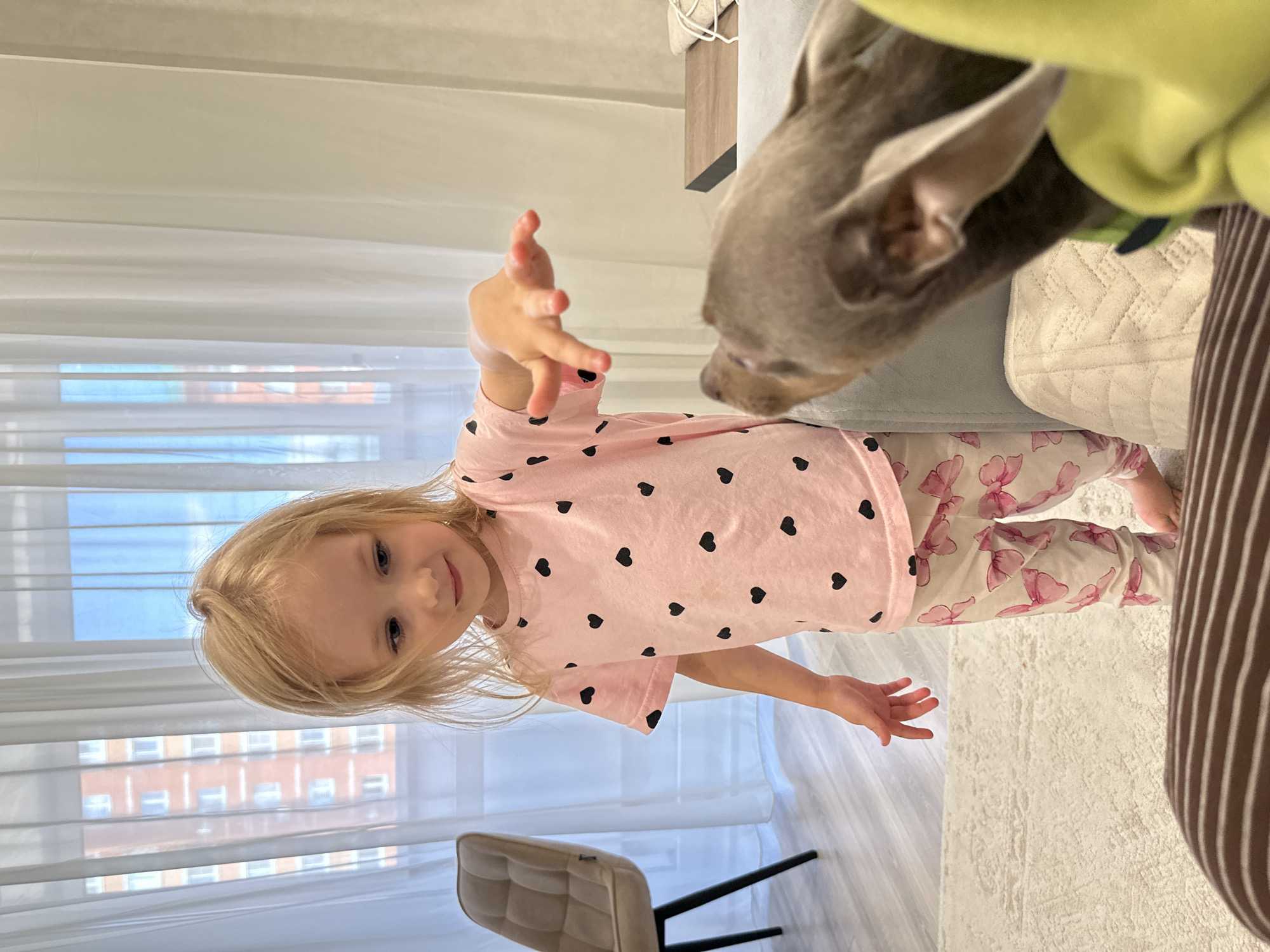 This indoor photograph captures a heartwarming interaction between a young child and a dog in what appears to be a home setting in Chaikovsky, Russia. The image is taken from a slightly elevated perspective, looking down at the subjects.
The central figure is a blonde-haired little girl, likely a toddler or preschooler, smiling sweetly towards the camera. She is wearing a light pink long-sleeved t-shirt adorned with black heart patterns and light-colored pajama pants featuring pink bows. Her left hand is outstretched towards a dog, suggesting she is reaching out to pet or interact with it.
The dog, possibly a small, slender breed like an Italian Greyhound with greyish-brown fur, has its head lowered, seemingly sniffing or looking at the girl's outstretched hand. Part of a person's leg in striped pajamas and a green fabric (possibly a blanket or clothing) are visible in the upper right, indicating another individual might be present, perhaps holding the dog.
The setting is brightly lit by natural light filtering through sheer white curtains covering a large window. Through the window, parts of several multi-story residential buildings are visible, suggesting an urban or suburban environment. The floor is covered with a light-colored rug and a light wood-patterned flooring. A partial view of a beige upholstered chair with black legs can be seen in the lower left.
The time of day is daytime, evidenced by the clear natural light. The atmosphere conveyed is one of gentle affection and playful curiosity between the child and the pet. There is no visible text in the image.