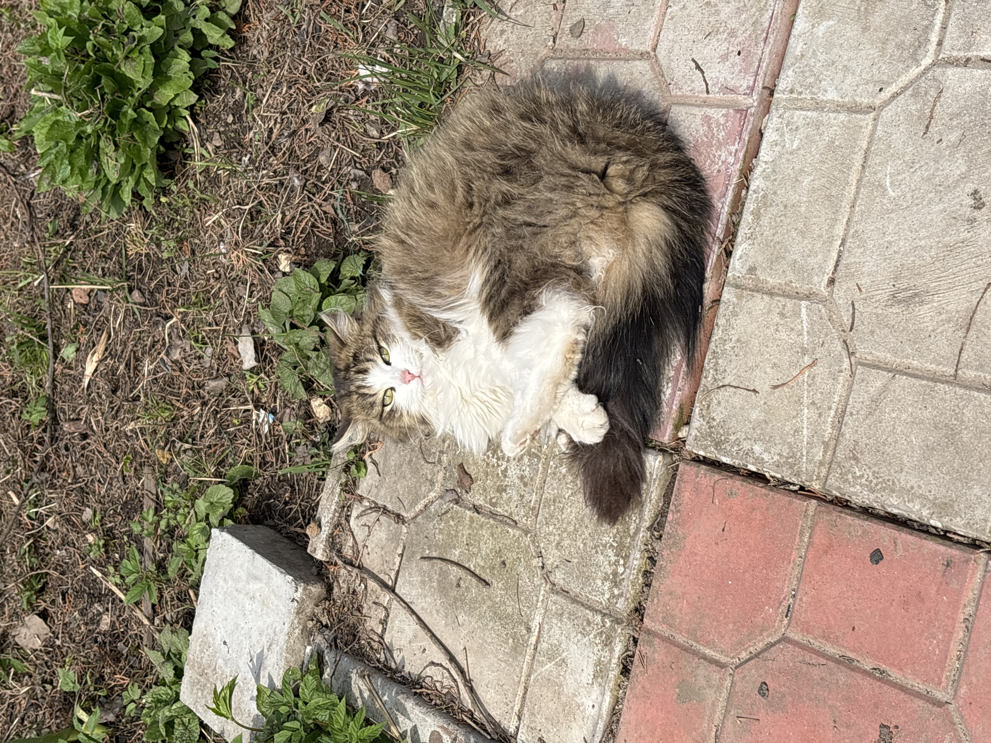 A long-haired, brown-and-white cat lies on its back on a section of interlocking pavers. The pavers are gray and red and show signs of wear. Adjacent to the pavers, on the left side of the image, is an area of dirt and sparse vegetation. The location is Мещёры, Russia.