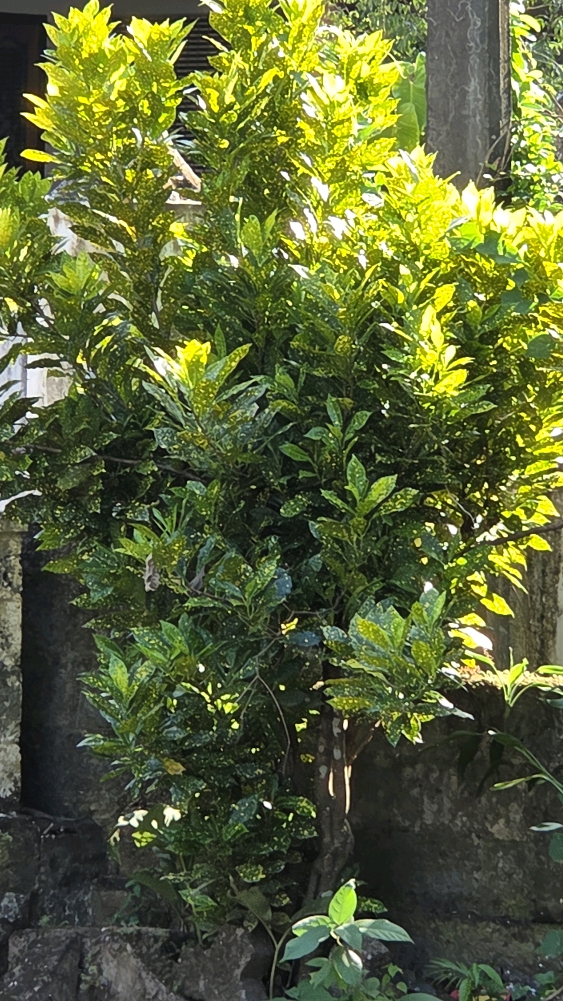 A medium shot captures a variegated Aucuba japonica bush with glossy, dark green leaves speckled with yellow spots, illuminated by bright sunlight that creates a dappled effect. The bush is positioned in front of a rough, textured gray stone wall, with a rough-hewn stone border at the bottom of the frame. To the left, a portion of a weathered, gray concrete pillar is visible. The background shows more foliage and the continuation of the stone wall. The image appears to be taken outdoors in the city of Chalakudy, India, likely in a garden or courtyard setting.