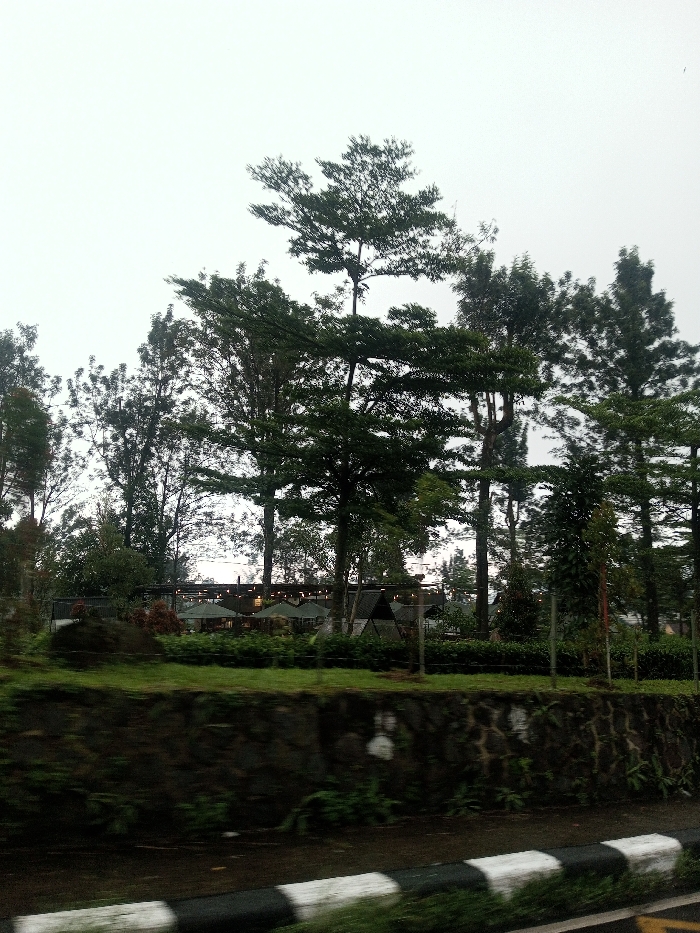 A row of tall, green trees stands against a gray sky. Behind the trees, a building with several dark umbrellas is visible. In front of the trees, a short stone wall extends across the foreground, covered in green moss and small plants. At the very bottom of the image, a guardrail with alternating black and white stripes. The scene appears overcast and tranquil.