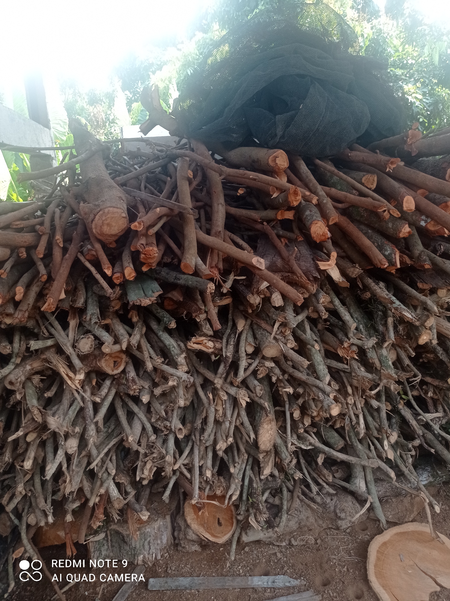 A large pile of cut logs and branches is the primary subject of this image, captured outdoors. The wood is of varying sizes, with some thicker logs and numerous thinner branches. The logs have been cut to different lengths, and the ends reveal the woody texture. A dark, mesh-like material, possibly a net or tarp, is draped over the top portion of the pile. The background consists of lush green foliage and trees, suggesting a natural or semi-rural environment. The ground beneath the wood appears to be dirt or earth, with some scattered smaller debris. The lighting suggests it is daytime, with bright sunlight casting over the scene, creating some overexposed areas, particularly at the top of the image. The lower right corner of the image shows two circular wood cuts, revealing the grain and rings of the wood. The bottom of the image contains a watermark with "REDMI NOTE 9 AI QUAD CAMERA". The presence of the cut wood indicates activity related to harvesting or preparing firewood or building materials. The general impression is one of outdoor storage of natural resources. The location is identified as Cipawon, Indonesia.