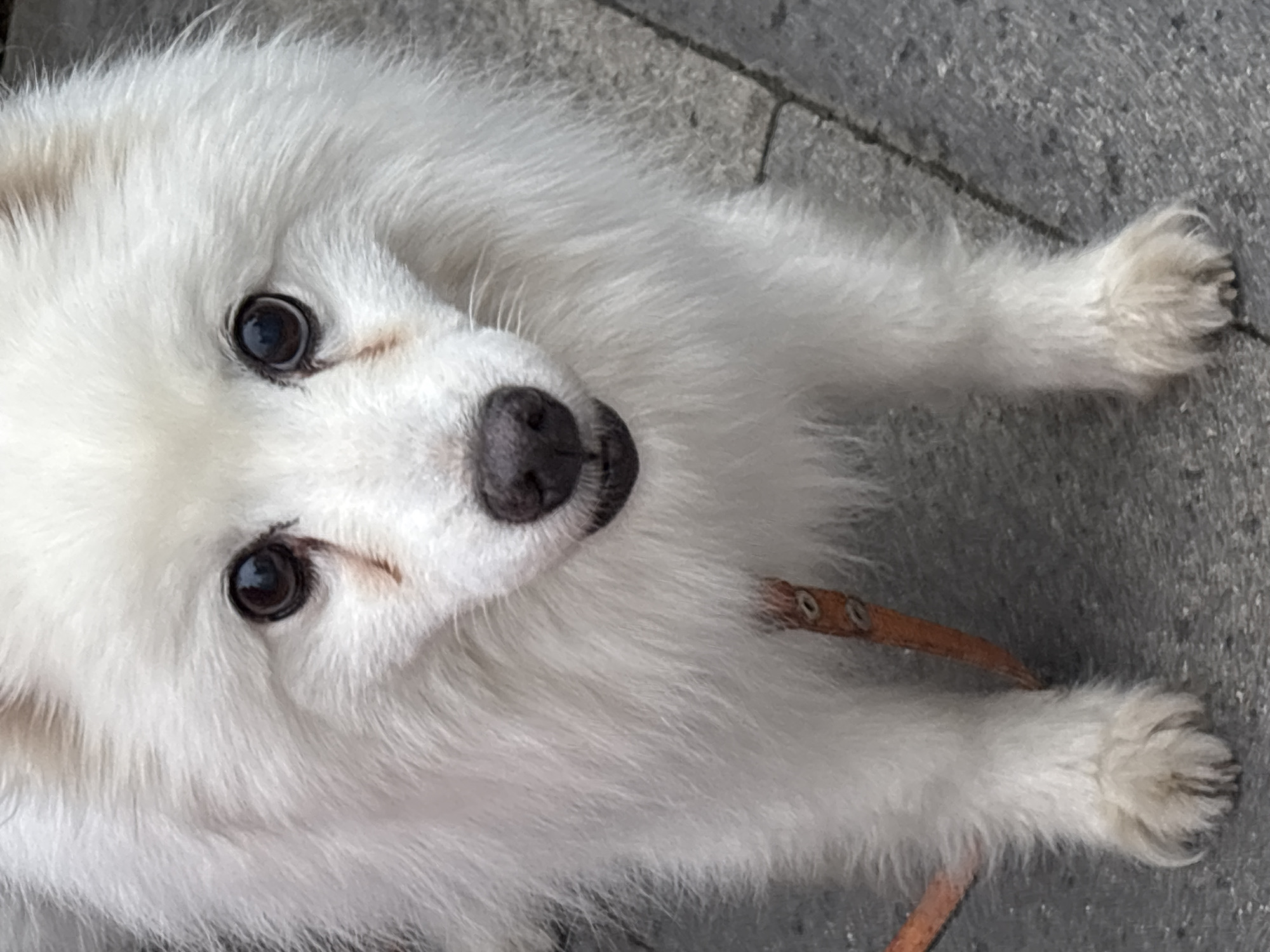 A close-up, eye-level outdoor portrait shows the head and upper body of a fluffy white dog. The dog, possibly an American Eskimo, is facing the camera directly and appears to be on a paved surface. The dog has dark, round eyes and a dark nose. There are visible tear stains beneath its eyes, creating brown streaks on its white fur. A portion of a tan leash is visible around the dog's neck. The background consists of textured gray pavement.