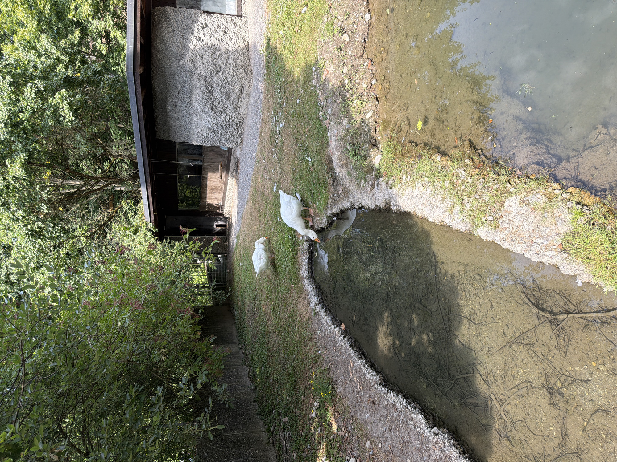 The image depicts an outdoor scene with two white geese near a body of water. One goose is positioned on the grassy bank, bending its neck to drink from the water. The other goose is standing further back on the grass. Behind the geese, there is a low, modern-style building with a rough, stone-like exterior and a dark, sloped roof. The surrounding environment includes a concrete wall, lush green trees, and a gravel path. The water appears murky, with visible sediment and submerged branches. The overall setting suggests a zoo or park enclosure. The location is the Gurten Park in Wabern bei Bern, Switzerland.
