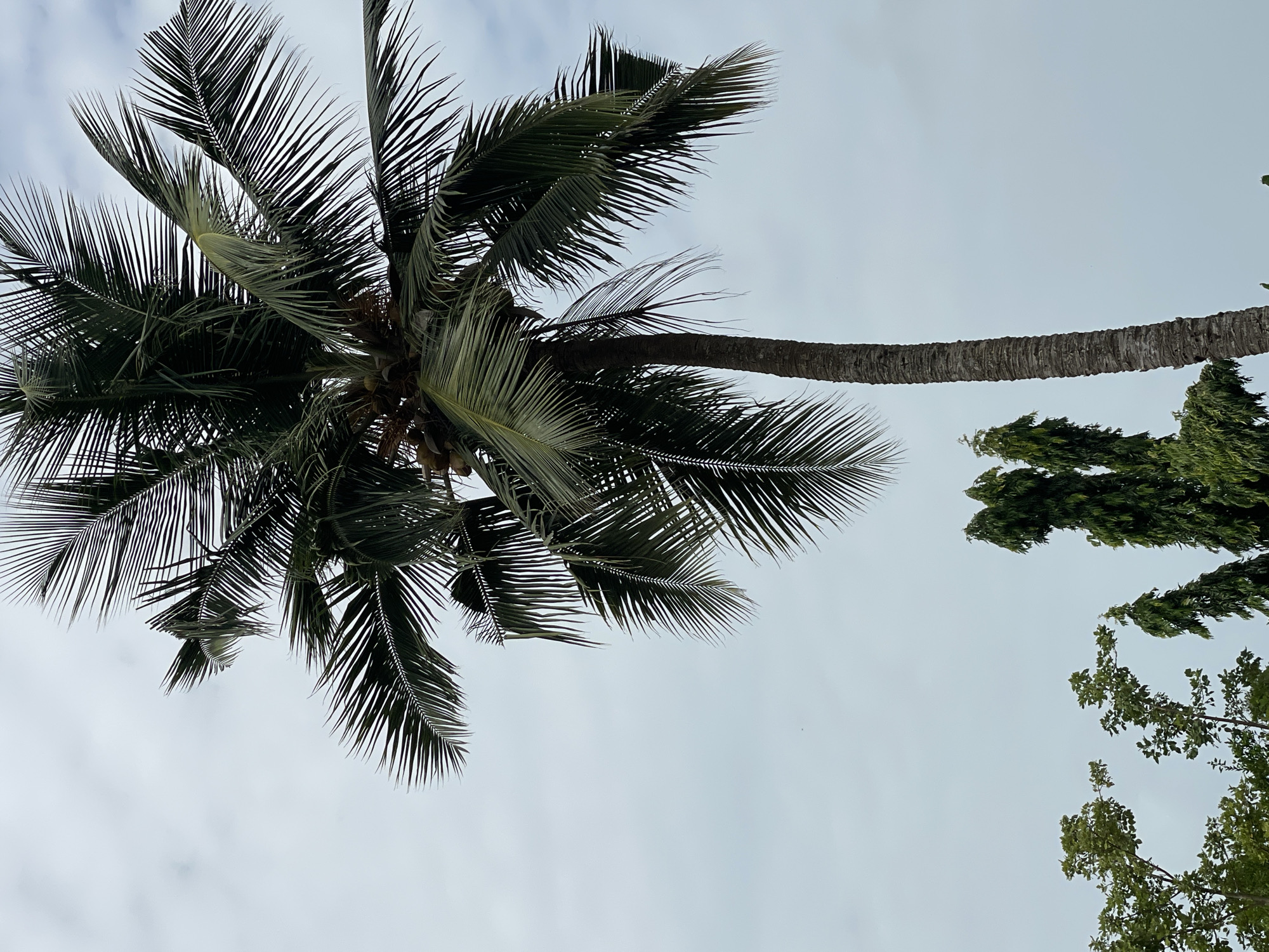 The image depicts the view looking up at a tall palm tree with lush green fronds in Badagry, Nigeria. The trunk curves away to the right, with the top of another green tree visible further in the background. The sky is overcast and grey. There is no evidence of people, actions, or interactions in the image.
