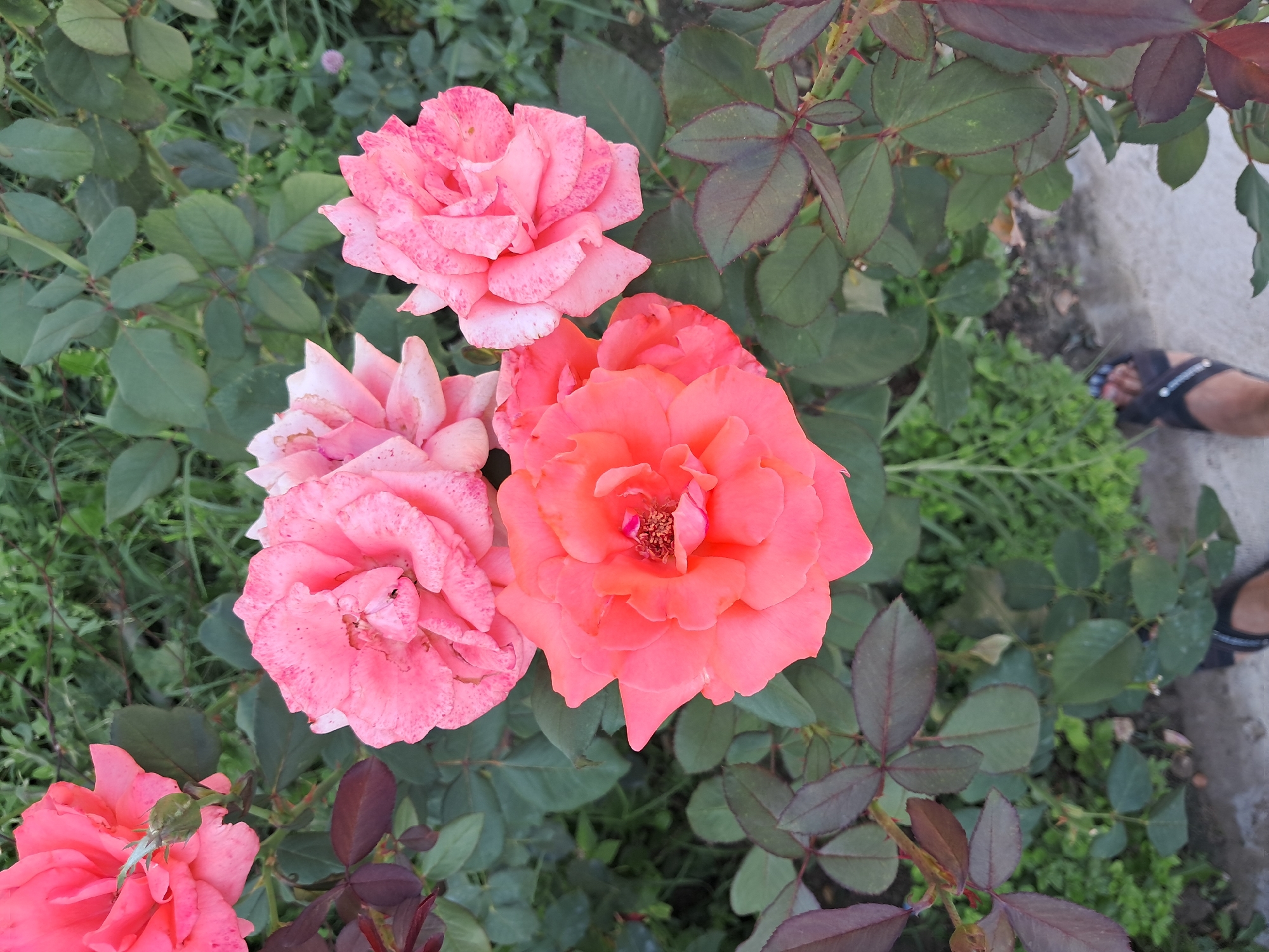 In Şekaftar, Kyrgyzstan, a close-up, overhead shot captures a cluster of three vibrant pink roses amidst lush green foliage. The flowers exhibit varying stages of bloom, with one rose in full bloom in the lower center, displaying a rich coral hue and intricate petal details. To its upper left, another partially bloomed pink rose is visible, its delicate petals tinged with light and shadow. A third, fully bloomed pink rose is positioned in the upper right, its petals speckled with darker pink markings. The surrounding leaves are a mix of deep green and reddish-purple, suggesting a mix of mature and new growth. The scene is set outdoors, with a hint of a concrete path and a person's feet wearing black sandals visible in the lower right corner, indicating a human presence in the environment.