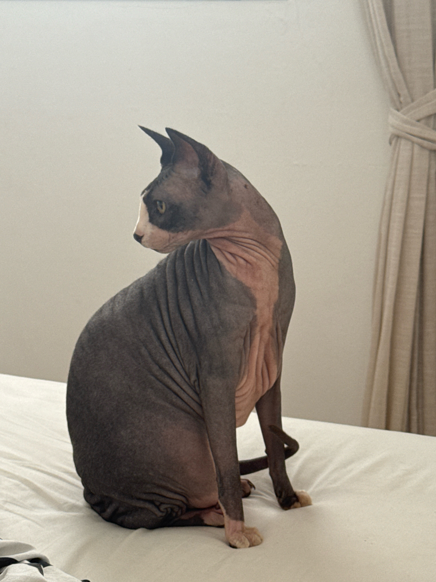 A hairless cat, likely a Sphynx, is seated on a white, wrinkled surface, possibly a bed. The cat is predominantly gray with pinkish skin visible in patches. It is facing left, with its head turned further left, looking away from the camera. The cat's tail is curled. In the background, a light-colored curtain is visible on the right side of the image, partially drawn. The overall lighting is soft, suggesting an indoor setting. The location in Netanya, Israel, is not explicitly depicted or suggested by any visual cues in the image.