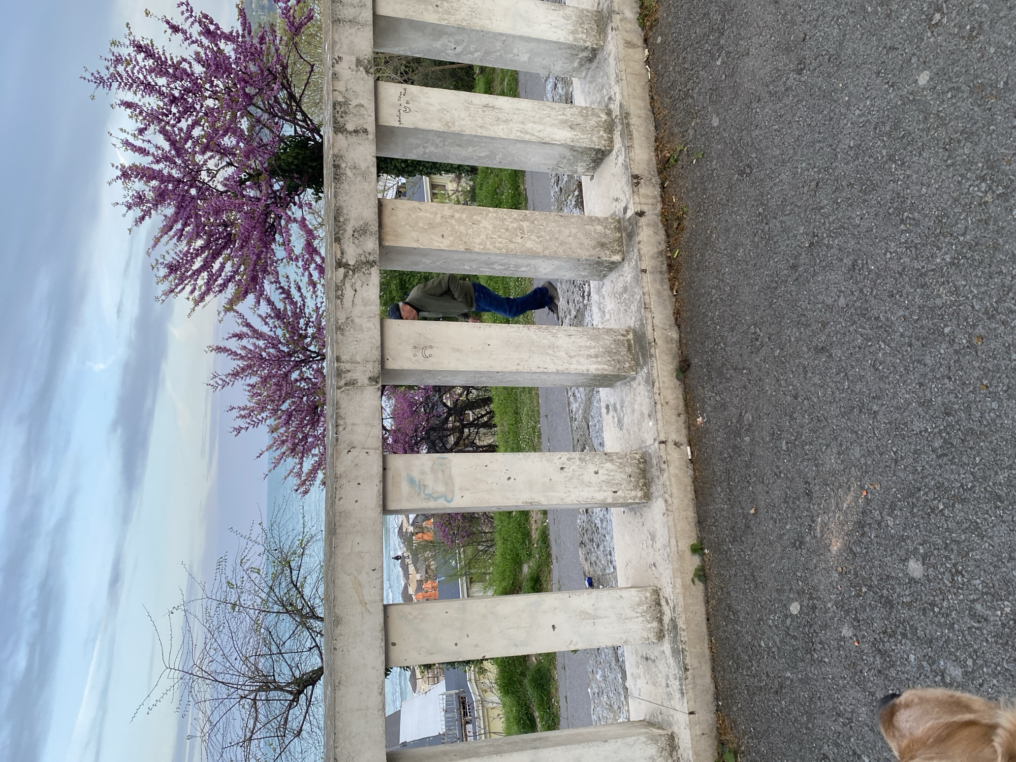 The image depicts a horizontal view of a concrete barrier in Varna, Bulgaria. Through the barrier's openings, a view of a coastline and buildings can be seen, along with trees in bloom. A man is seen crawling or climbing through an opening in the barrier, wearing blue jeans and a dark green jacket. The scene suggests an outdoor setting with both natural and urban elements. The foreground contains a patch of asphalt pavement with sparse vegetation along its edge. A portion of a dog's head is also visible in the bottom right.