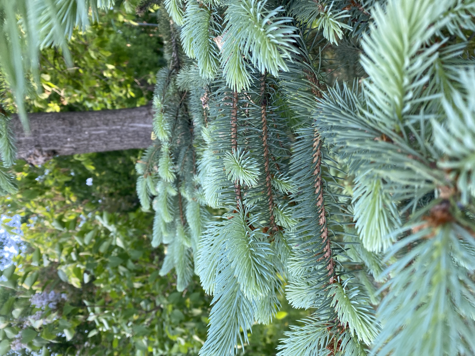 The image shows close-up of blue spruce branches with needles hanging down. The background includes green foliage and a tree trunk. While it isn't possible to confirm the exact location of the image, the prompt asks that it be identified in the city of Yekaterinburg, Russia.