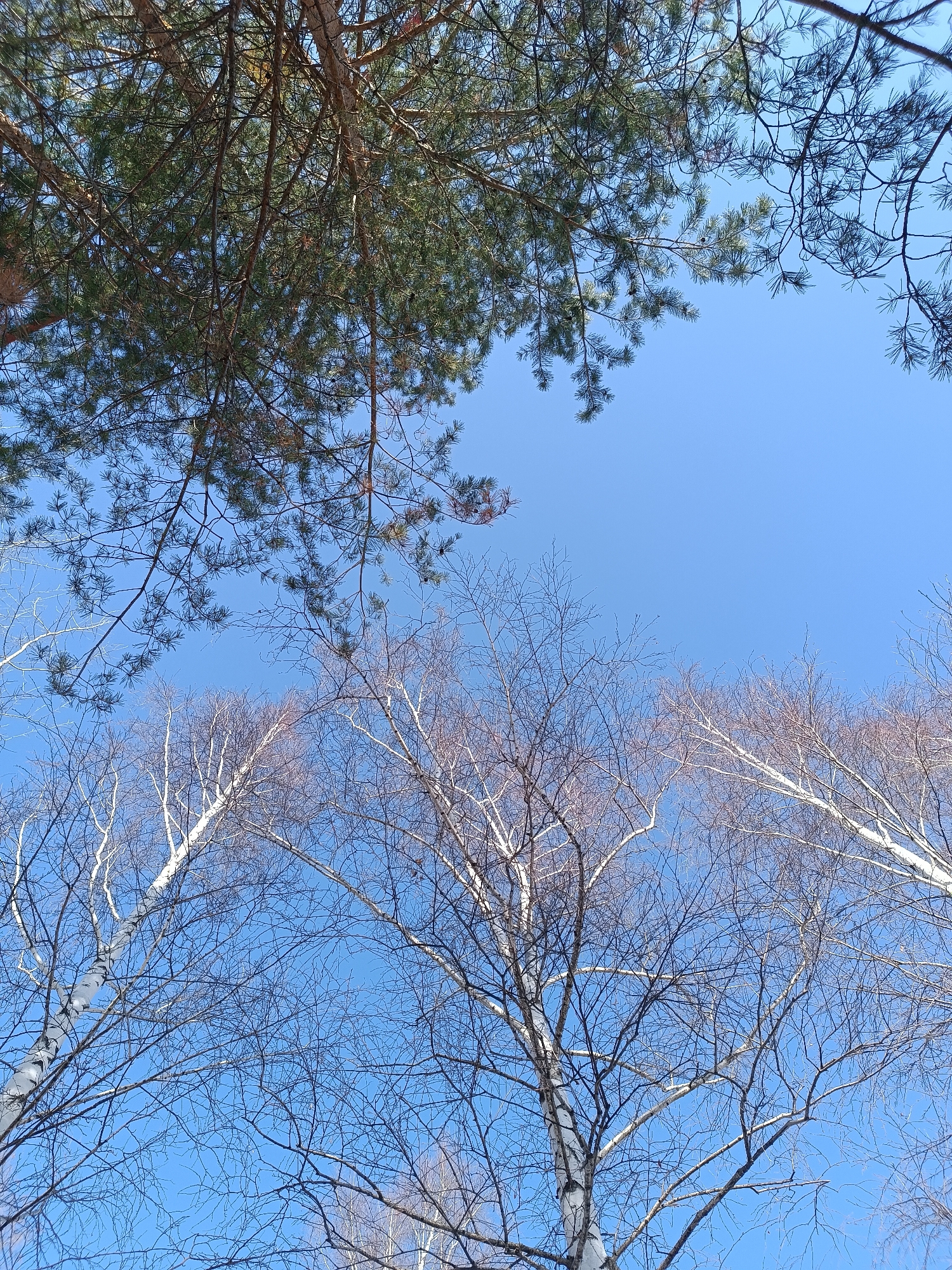 The image shows a view looking upwards into the sky framed by tree branches. In the upper part of the image are evergreen branches with needles. Below that, there are several bare trees with white bark, characteristic of birch trees. The sky is clear and blue. The location is likely the city of Chaikovsky, Russia.