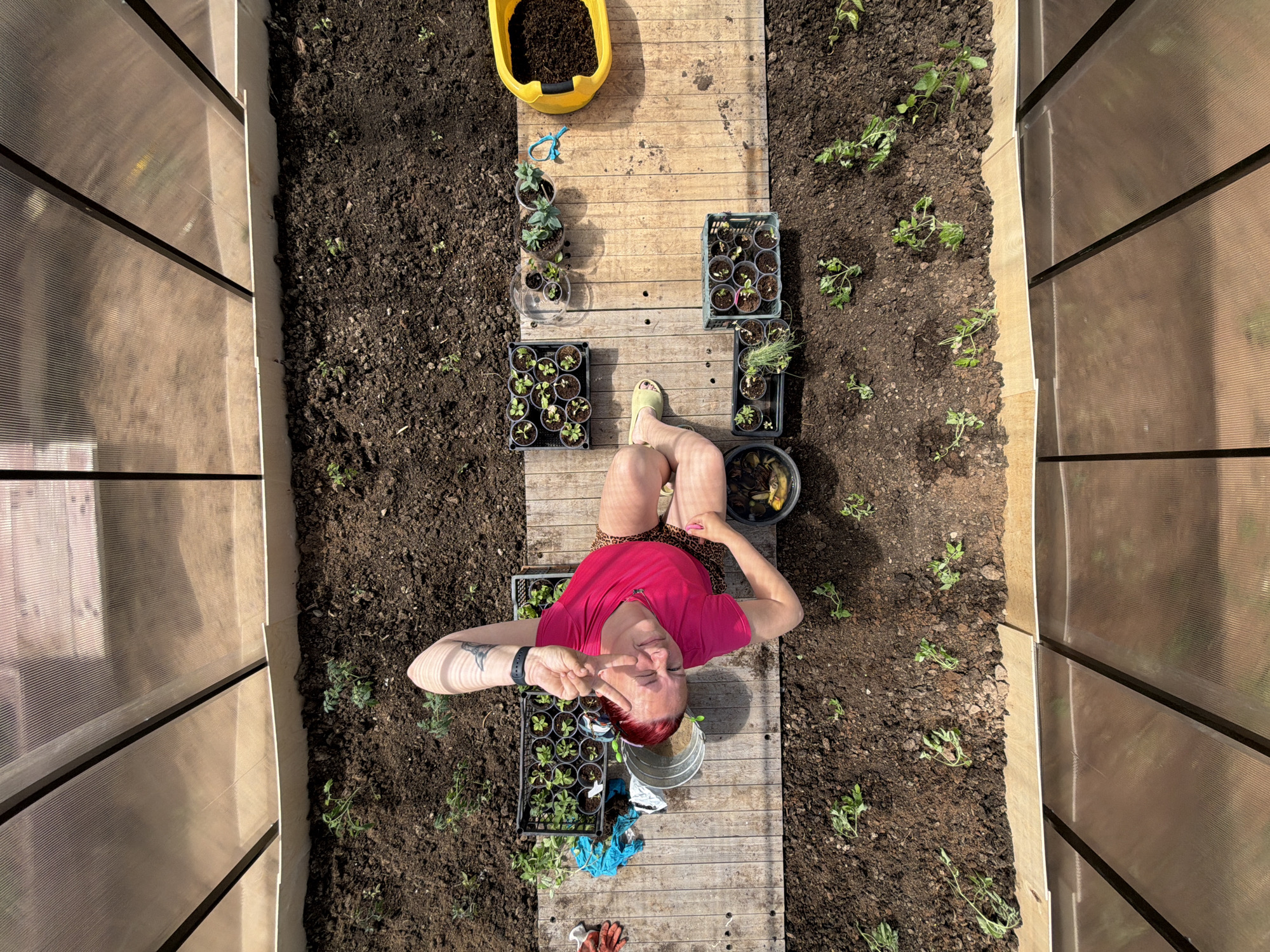 A high-angle, full-shot photograph depicts a person lying on a wooden walkway within a greenhouse, possibly in Chaikovsky, Russia. The person, a fair-skinned individual with reddish hair, is wearing a pink t-shirt and patterned shorts, and a watch on the left wrist, is making a peace sign with their left hand. The walkway is surrounded by soil with young plants. Various gardening items, including plant trays, a yellow bucket filled with soil, gardening shears, gloves, and a metal bucket are scattered along the walkway. The greenhouse is constructed with translucent panels held in place by dark frames. The overall lighting suggests it is daytime.