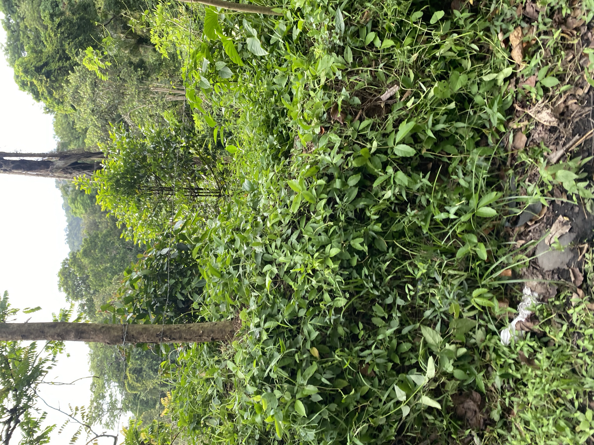 The scene is a dense, overgrown area in Paroy, Indonesia. The landscape is dominated by lush green vegetation, consisting of various plants and trees. A tree trunk lies horizontally across the middle of the frame, partially obscured by foliage. The ground is covered in a mixture of green plants, brown leaves, and soil. Debris, possibly plastic, is visible on the ground near the edge of the frame. The environment appears to be a wild, unkempt section of forest or jungle. No people are visible.