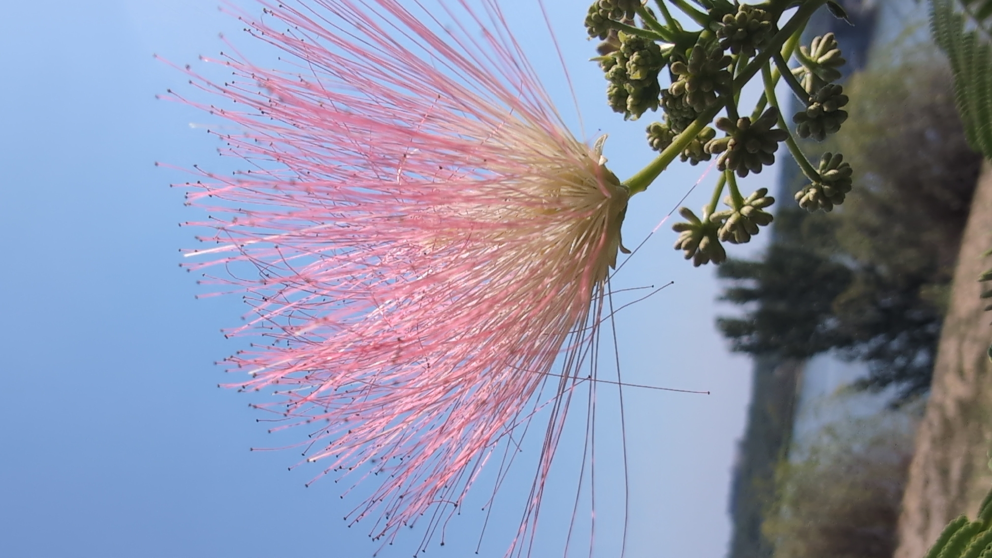 The image is a close-up, low-angle outdoor shot of a Mimosa tree flower and developing seed pods against a clear blue sky. The flower is a fluffy, spherical cluster of fine, pink stamens, with a paler, yellowish center. The seed pods are small, green, and clustered on a stem to the right of the flower. The background is blurred, showing a body of water and trees, suggesting a natural setting. No people or specific landmarks are visible, making it impossible to determine a location within Mykolaiv, Ukraine.