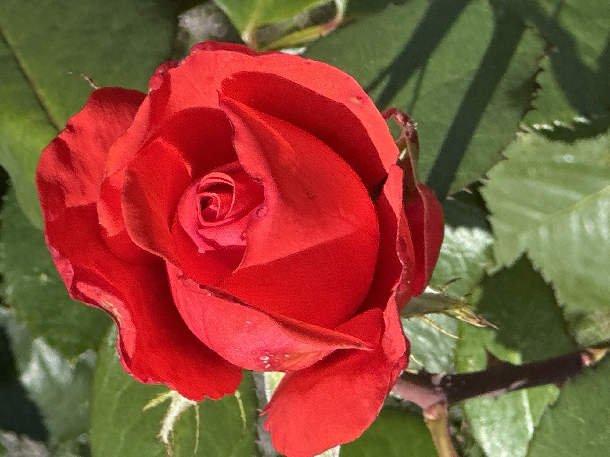 The image shows a close-up, eye-level, high-angle shot of a vibrant red rose in bloom, set against a backdrop of blurred green foliage. The rose is the primary subject, occupying the majority of the frame. Its petals are tightly furled towards the center, forming a classic rose bud shape, with some outer petals beginning to unfurl. The color is a deep, rich red, with highlights and shadows created by the sunlight. Small water droplets are visible on some of the petals. The stem and leaves are out of focus, providing a soft, natural background. The overall lighting suggests a sunny day. The image is a photograph of a rose in a garden setting. There is no indication of a specific location in Podolsk, Russia, or any people, actions, or interactions within the scene.