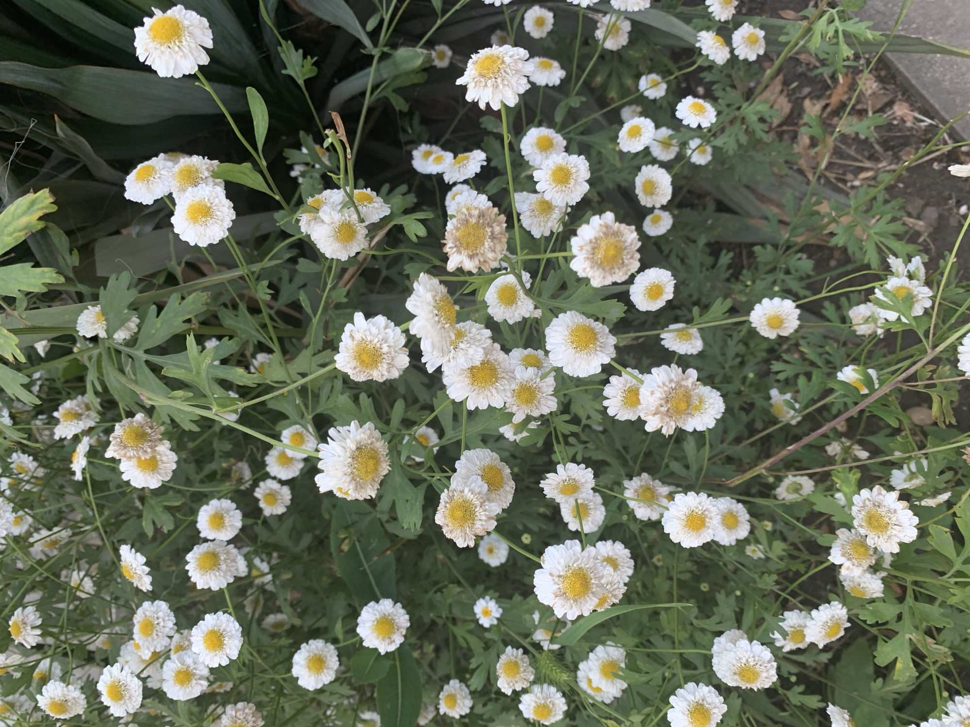 A top-down, medium shot captures a dense cluster of small, white daisy-like flowers with yellow centers. The flowers are in various stages of bloom, with some appearing fresh and vibrant, while others are slightly wilted or brown around the edges. The flowers grow on thin, green stems with finely-cut, green leaves. The background consists of dark green foliage and some dry, brown debris on the ground, suggesting an outdoor, possibly neglected, urban environment. The lighting is natural, creating soft shadows. The scene is static, with no visible people or animals.
