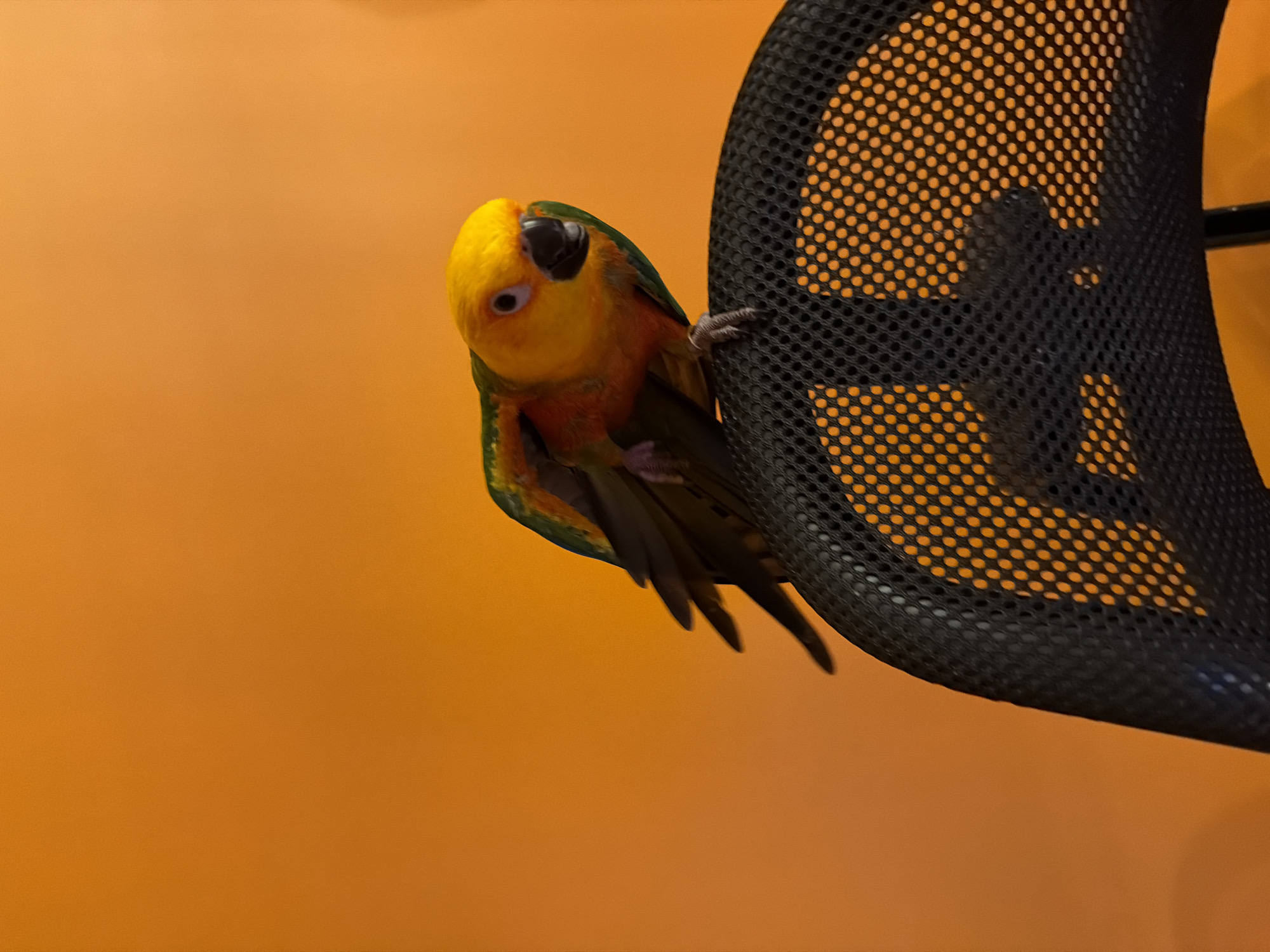 A Sun Conure (Aratinga solstitialis) is perched on the upper edge of a black mesh office chair backrest against a plain orange wall. The bird presents with vivid yellow plumage on its head and upper chest, transitioning to orange-red on its belly, with green and some darker flight feathers visible on its wings and back. Its right eye, featuring a pale periorbital ring, is directed towards the viewer, and its dark beak is slightly parted. Its talons are gripping the black mesh fabric, which is characterized by a grid of circular perforations. The underlying orange wall is visible through these perforations, creating a patterned effect on the chair's backrest. The scene depicts an indoor environment in Khimki, Russia.