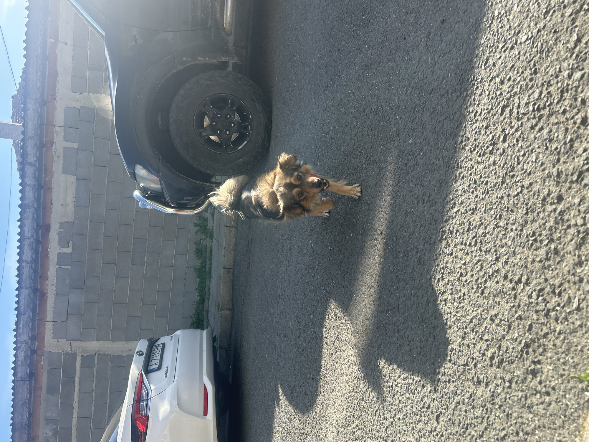 A small brown and gray dog runs on asphalt next to two parked vehicles. The rear of a white car is visible to the left, and a black vehicle is positioned further up the frame. The scene appears to be outdoors, as indicated by the lighting and the texture of the pavement. A block wall is partially visible in the background. The license plate on the white car is visible and reads "A 7115 PM." The location is Burgas, Bulgaria.