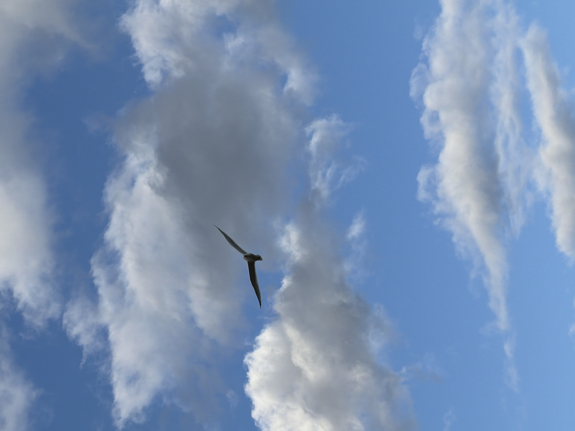 A lone bird flies diagonally from the upper left toward the lower right across a bright blue sky punctuated by puffy, white clouds. The location is not discernable as Dreiliņi in Latvia from the visual information.