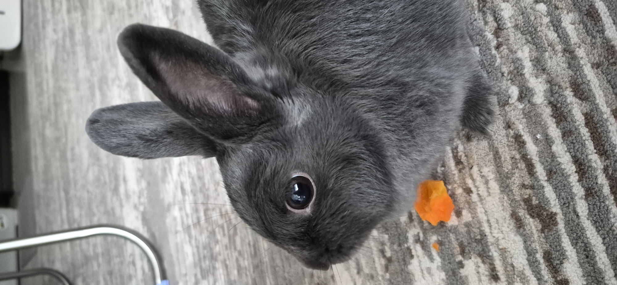 A close-up, eye-level, vertical shot shows a dark gray rabbit sitting on a patterned carpet. The rabbit is facing left, with its head slightly tilted down. A small piece of orange carrot is visible on the carpet in front of the rabbit. The background is out of focus but appears to be an indoor setting with a metallic object on the left. The image does not contain any information that would allow for its localization in Ussurijsk, Russia.