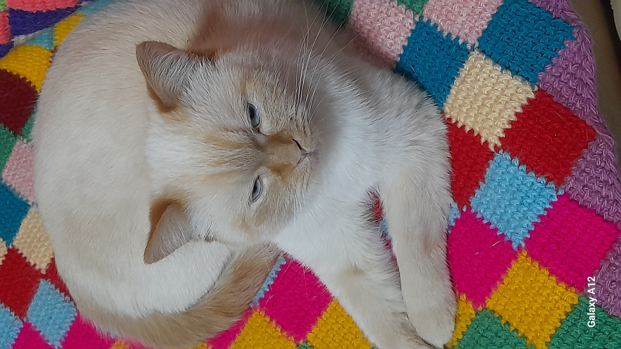 A cream-colored cat with light orange accents lies curled on a colorful, crocheted blanket. The blanket has a harlequin pattern in pink, yellow, blue, green, red, and purple. The cat is turned towards the left of the frame, its eyes partially closed. A "Galaxy A12" watermark is visible in the lower right corner. The scene appears to be indoors. Марковский, Russia is not directly discernible in the image.