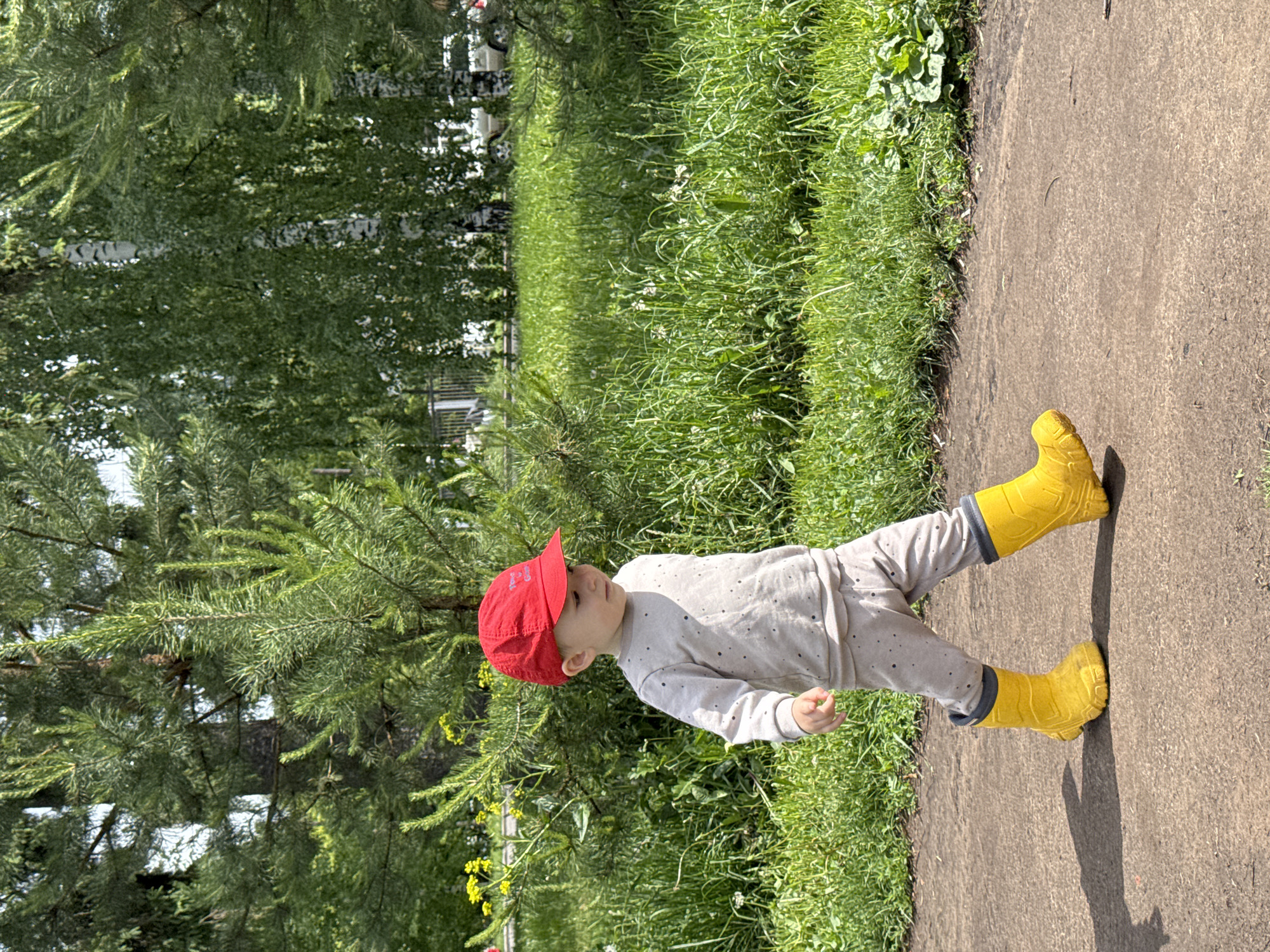 A toddler, wearing a red cap, a long-sleeved, light-colored polka-dot shirt and pants, and yellow rubber boots, walks on a concrete sidewalk. To the left of the sidewalk is a large evergreen tree and grass. To the right of the sidewalk is grass. The scene is outdoors on a sunny day. Based on visual evidence, the location may be in Izhevsk, Russia.