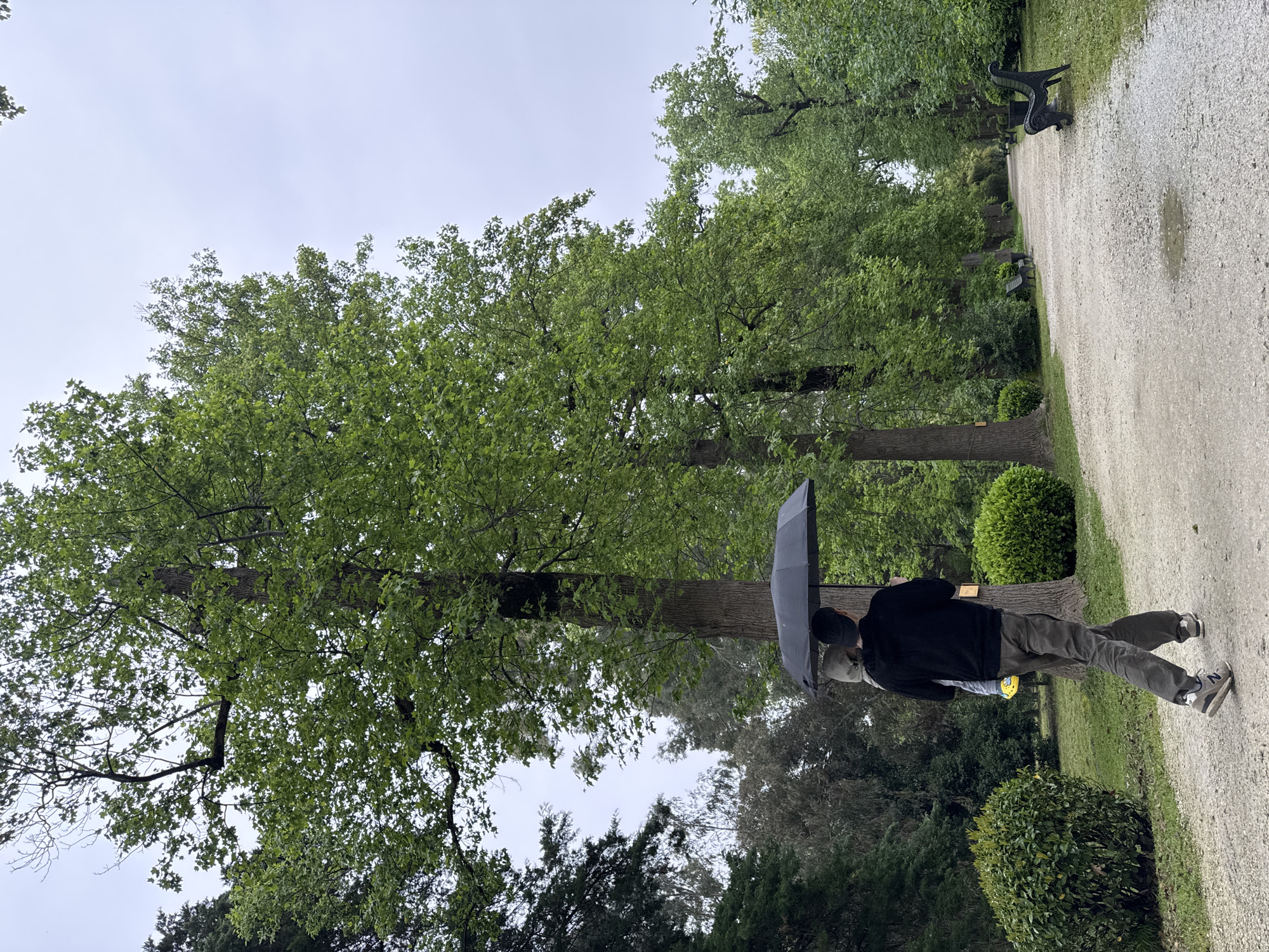 A person walks under an umbrella along a gravel path in a park. The path is lined with trees and bushes. Several ornate benches are visible along the path in the distance. The sky is overcast. The individual is wearing dark pants, a black jacket, and grey shoes. They are holding the black umbrella over their head. The location is within the city of Sirius, Russia.