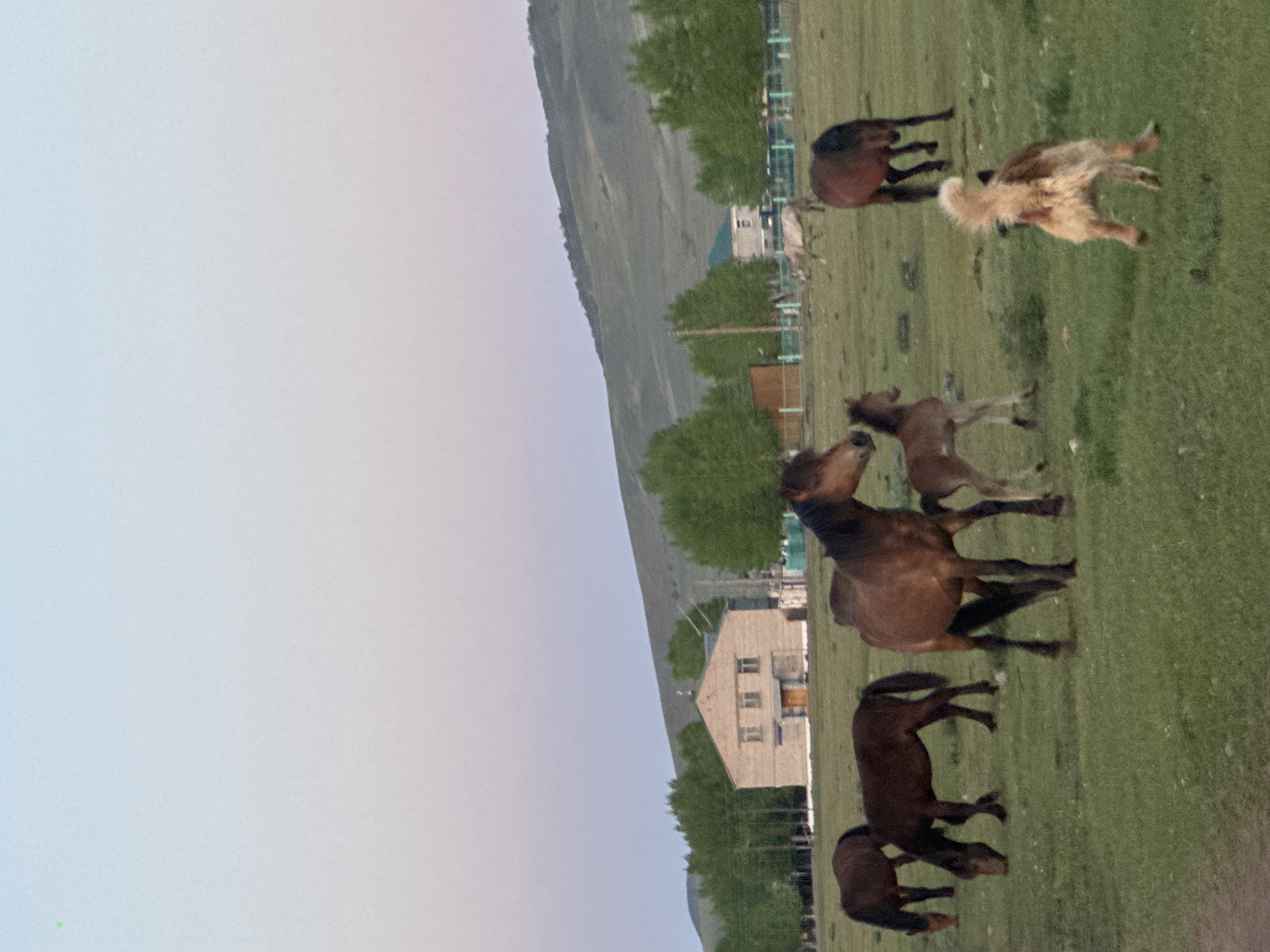 The image shows a field in Нижний Бургалтай, Russia, with several horses grazing and interacting. There are at least six horses visible, including a mare with a foal. Some of the horses are brown, and one appears to be light brown with a bushy tail. A building is in the background. The setting is a grassy field with a hill or mountain range on the left side of the frame. The sky is overcast.