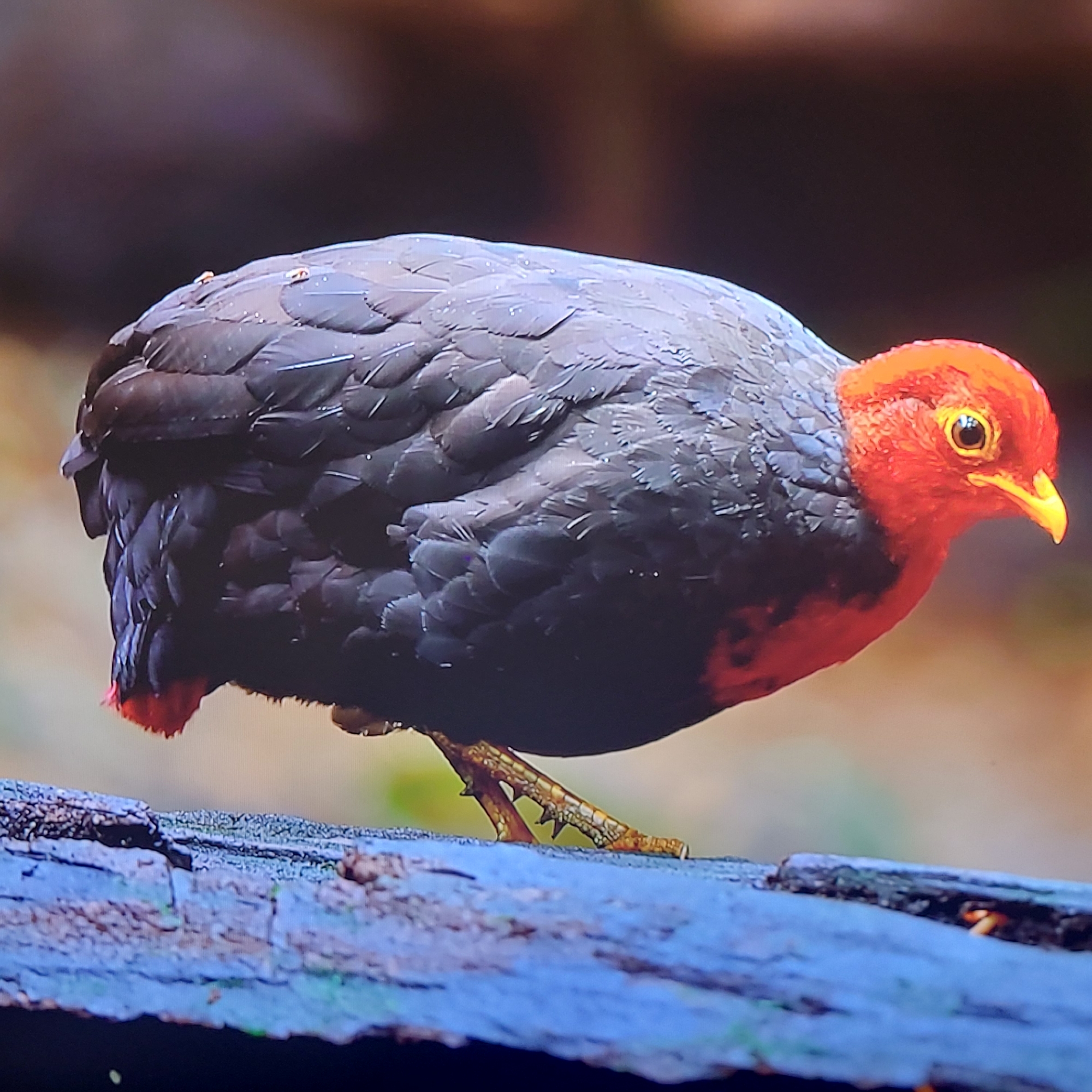 A Red-headed Wood Partridge stands on a decaying log. The bird has a red head and neck and a dark grey body. The bird's beak is yellow. The log is blue and grey, with dark cracks running along it. The background is blurred with green and brown foliage. The location is unknown and there is no mention of Yerevan, Armenia.