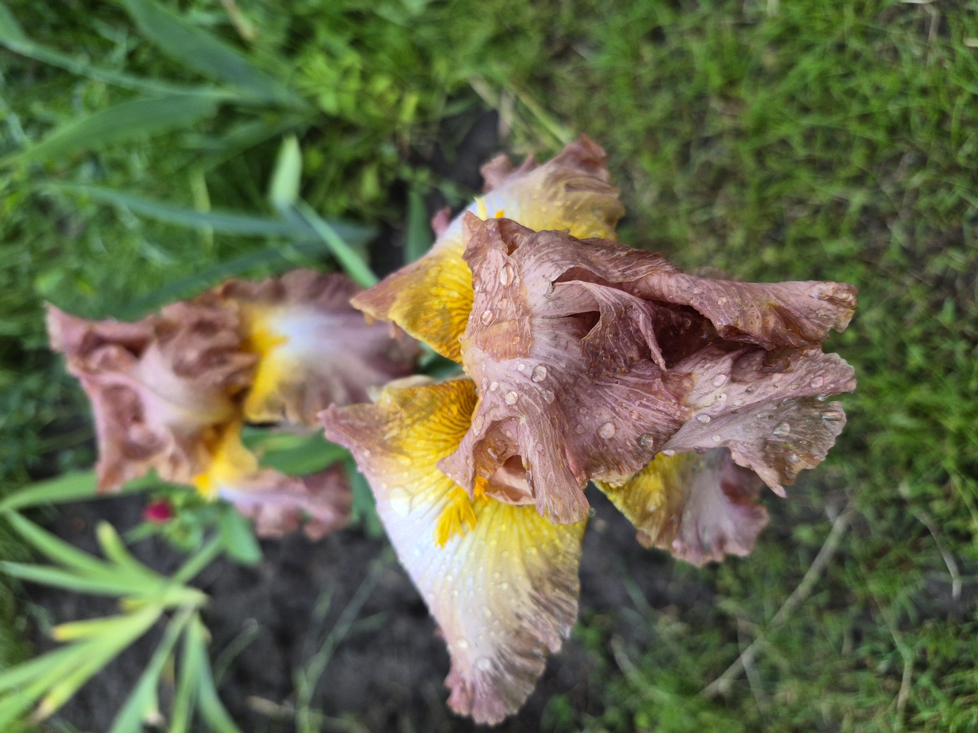 This detailed image, captured in Hlevakha, Ukraine, presents a close-up view of several irises in a garden environment. The prominent foreground iris bloom features petals in muted purplish-pink and yellow, transitioning to creamy white, all adorned with numerous small water droplets. The petals exhibit a textured, slightly crinkled appearance, indicative of maturity. In the soft-focus background, additional irises of similar coloration are visible. The surrounding environment consists of lush green grass, various soft-focus green plant foliage, and dark, moist soil patches. A small, out-of-focus red flower bud is discernible in the upper left quadrant. Natural, diffused light illuminates the scene.