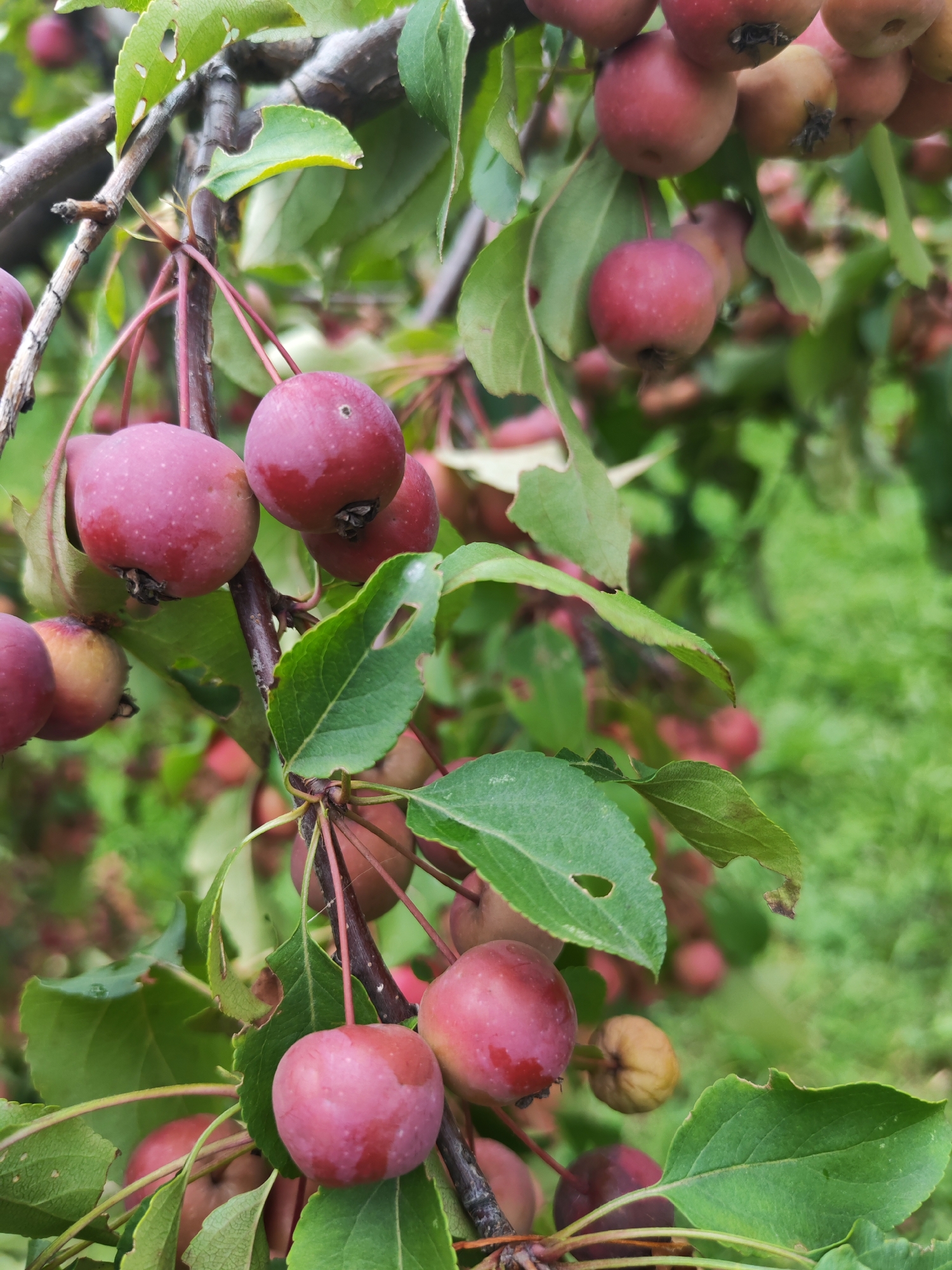 This is a close-up, eye-level shot of a branch from a crabapple tree in an outdoor setting, likely a garden or park, with out-of-focus green foliage and other crabapples in the background. The foreground is dominated by several ripe crabapples, varying in color from deep red to lighter pink with some yellow and brown patches. The apples are small and round, with some showing blemishes or slight imperfections, and are attached to thin, reddish stems. The branch itself is woody and dark brown, with several green leaves. Some of the leaves have small holes or torn edges. The lighting suggests it is daytime, with natural light illuminating the scene. There are no people or animals present.