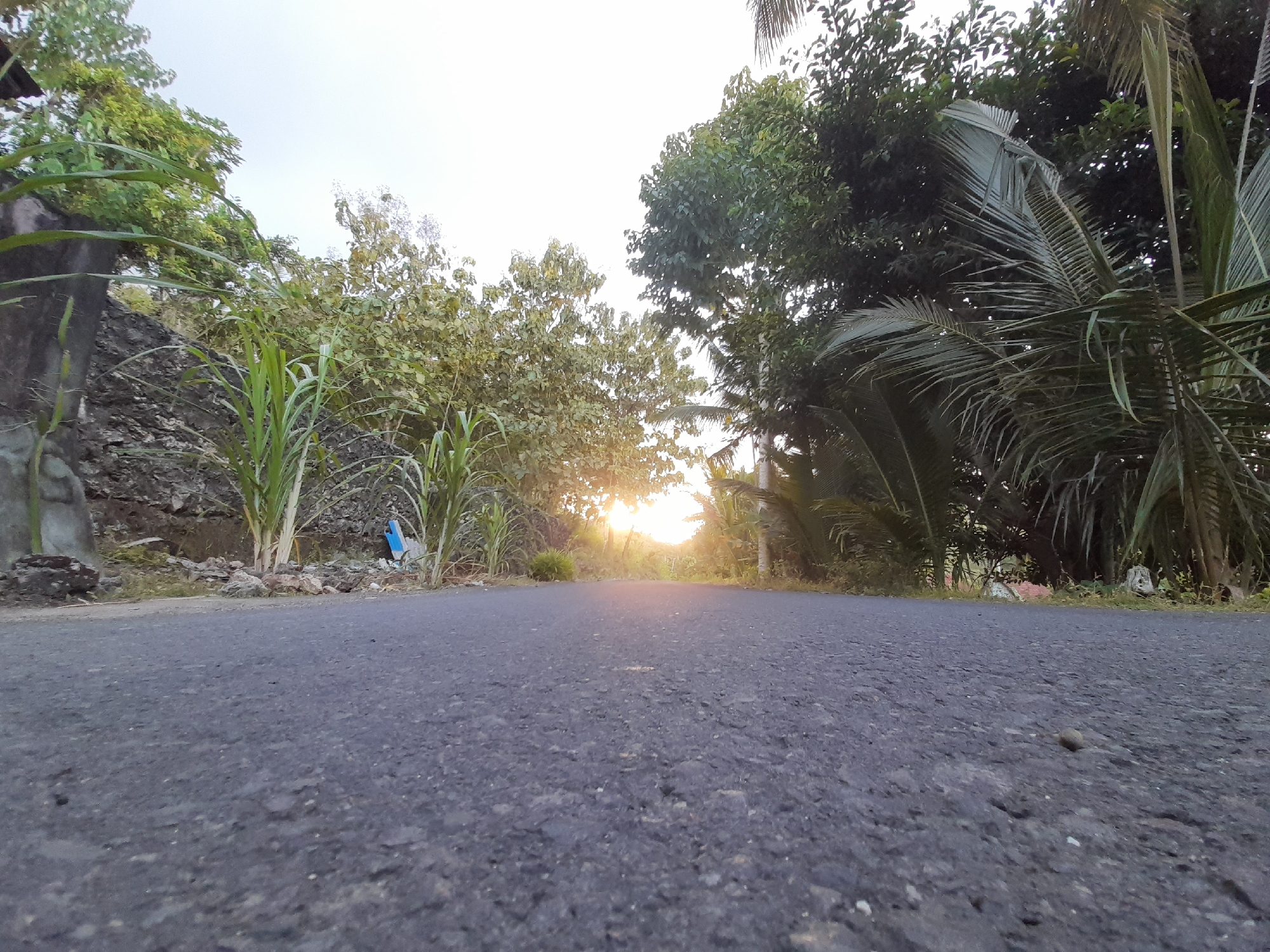 A low-angle view captures a paved road extending towards a brilliant sun low on the horizon, suggesting either sunrise or sunset. The dark asphalt road, detailed with visible aggregate, dominates the foreground. On both sides of the road, dense green vegetation thrives.
To the left, tall, grass-like plants grow beside a rugged stone wall or embankment. Further back, leafy trees form a verdant canopy against the bright sky. On the right, large palm fronds and other leafy trees create a thick border along the roadside. The sun, a bright orange-yellow orb, is partially obscured by distant foliage, casting a warm glow across the scene. The sky above is a clear, light hue. No people, animals, or visible text are present in the tranquil, natural setting.