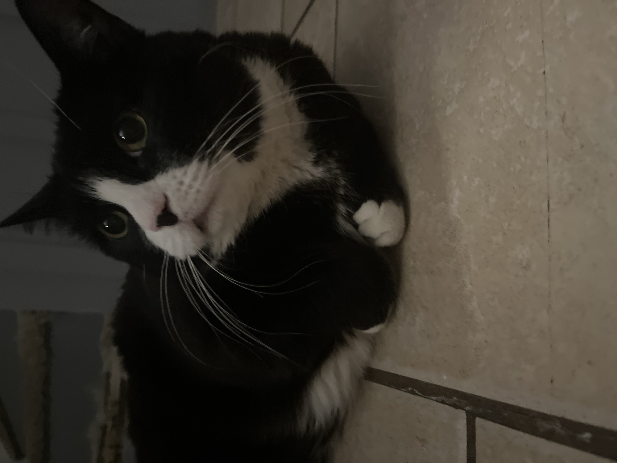 A tuxedo cat with green eyes is the main subject of the image. The cat has a black and white coat, with black fur covering most of its body and white fur around its face, chest, and paws. The cat is looking directly at the camera with a slightly tilted head, giving it a curious expression. It appears to be curled up or resting.
The background consists of light-colored tiled walls. There are visible grout lines between the tiles. There is a dark area visible in the left side of the image.
There is no discernible information indicating a location in the city of Calgary, Canada. The setting appears to be indoors, likely in a home.