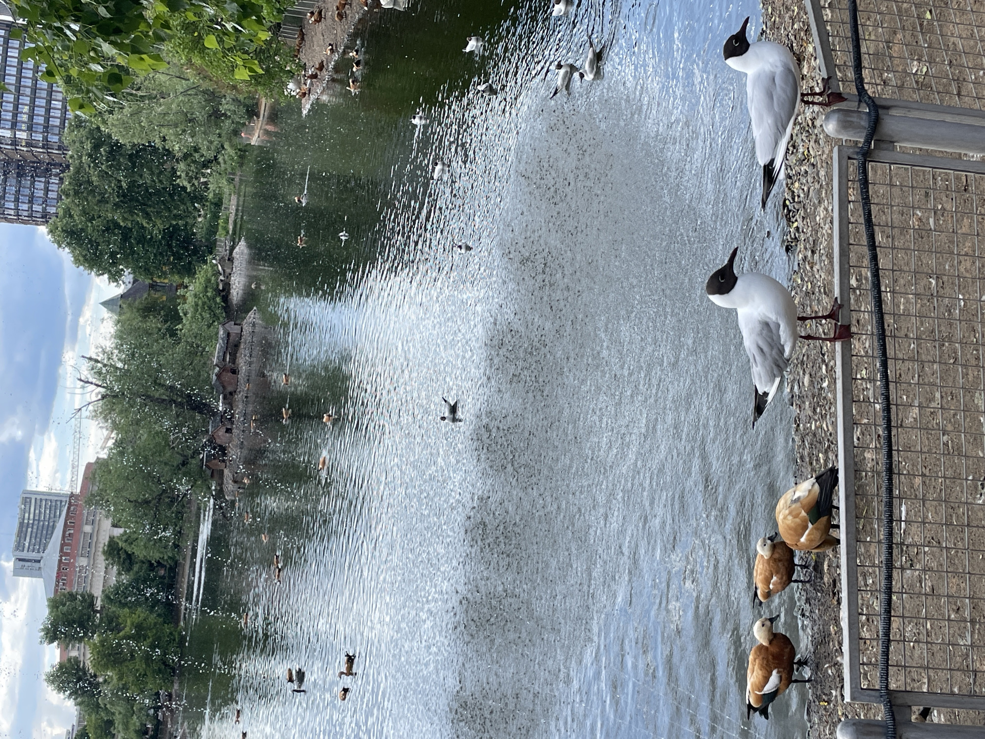 The image shows a pond in a park setting. Many ducks and gulls populate the pond and its surrounding area. Some gulls are perched on a metal fence along the edge of the pond. The pond has a fountain in the middle. Buildings can be seen in the background through the trees, suggesting an urban location. Based on similar images found online, this location is likely Patriarch's Ponds in Moscow, Russia.