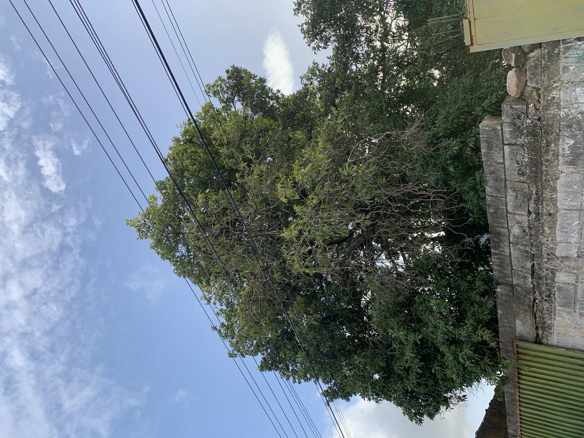 The image shows a view from a street in Santa Ana, Venezuela, looking up at a large, leafy tree. The tree is full of green leaves and branches, with some dead branches visible as well. Power lines are strung across the top of the image, passing over the tree. Below the tree is a low, rough-looking stone wall. To the left of the wall is a green metal gate, and to the right is a yellow metal structure. The sky is blue with scattered white clouds.