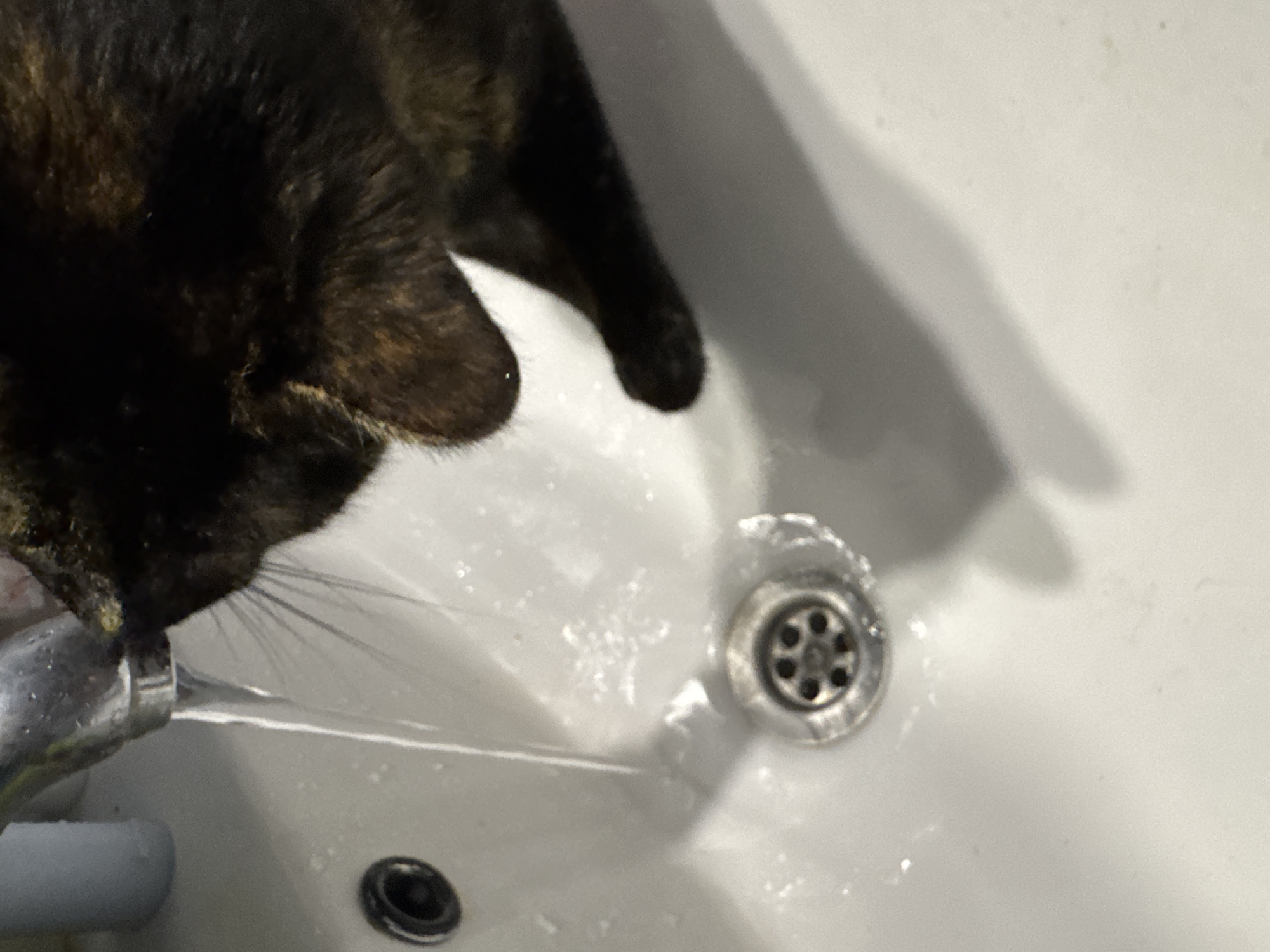 A tortoiseshell cat drinks water from a faucet in a white sink. The sink has two drains and a metal faucet. Water flows from the faucet towards one drain. The cat is positioned at the left edge of the sink. The scene appears to be indoors.