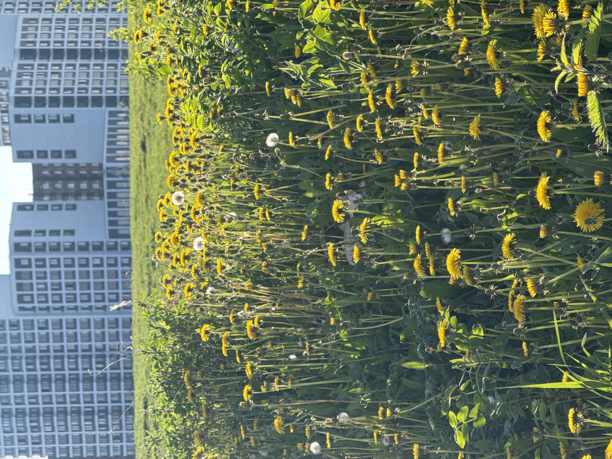 A ground-level view shows a field of dandelions in full bloom, with some having gone to seed. The yellow flowers and white seed heads are set against a backdrop of green foliage. Behind the field is a mown lawn and a large apartment building with multiple windows. The photo was likely taken in a park or green space in an urban setting, in the city of Troitsk, Russia. The scene shows no people, objects, actions, or interactions. The environment is primarily natural, with an urban element in the background.