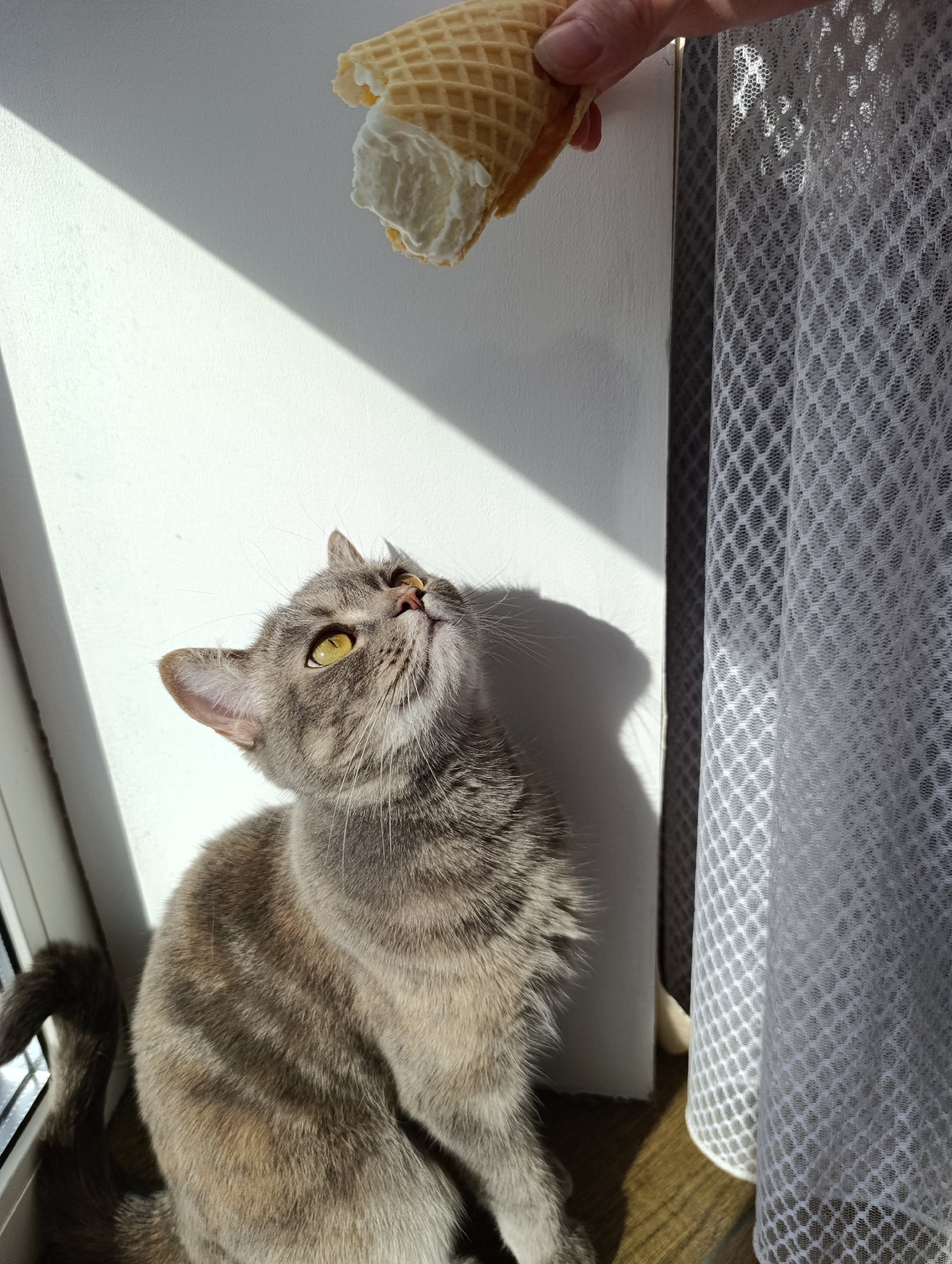 A medium shot depicts a grey tabby cat looking up at an ice cream cone held by a person’s hand just out of reach. The cat is sitting on a wooden surface near a white wall and a semi-transparent white curtain with a diamond pattern. The cat has yellow eyes and whiskers, and its gaze is focused on the ice cream cone. The ice cream cone appears to be a waffle cone filled with white ice cream. The scene is lit with natural light, creating a bright area on the wall and casting a shadow of the cat's head and the ice cream cone. The location is Chaikovsky, Russia.
