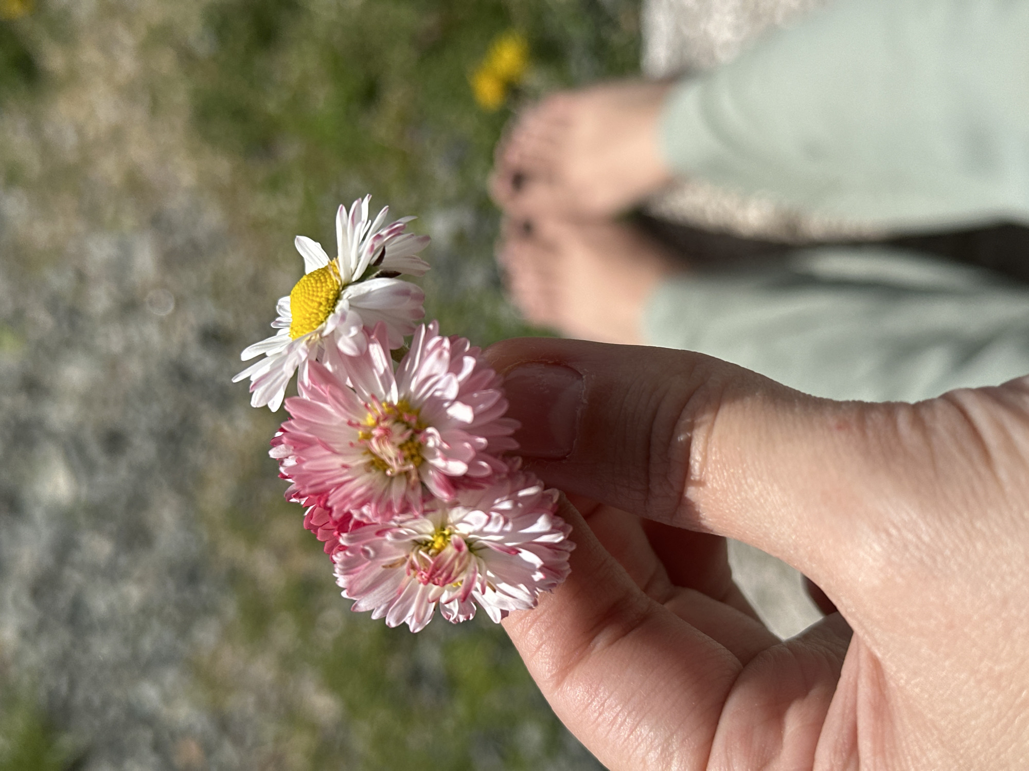 A hand holds three daisy flowers, two with pink petals and one with white, against a blurred background of greenery and a person's feet clad in light green trousers. The environment appears to be outdoors, with natural sunlight illuminating the scene. There is no indication of the location being Kharnavy, Russia.